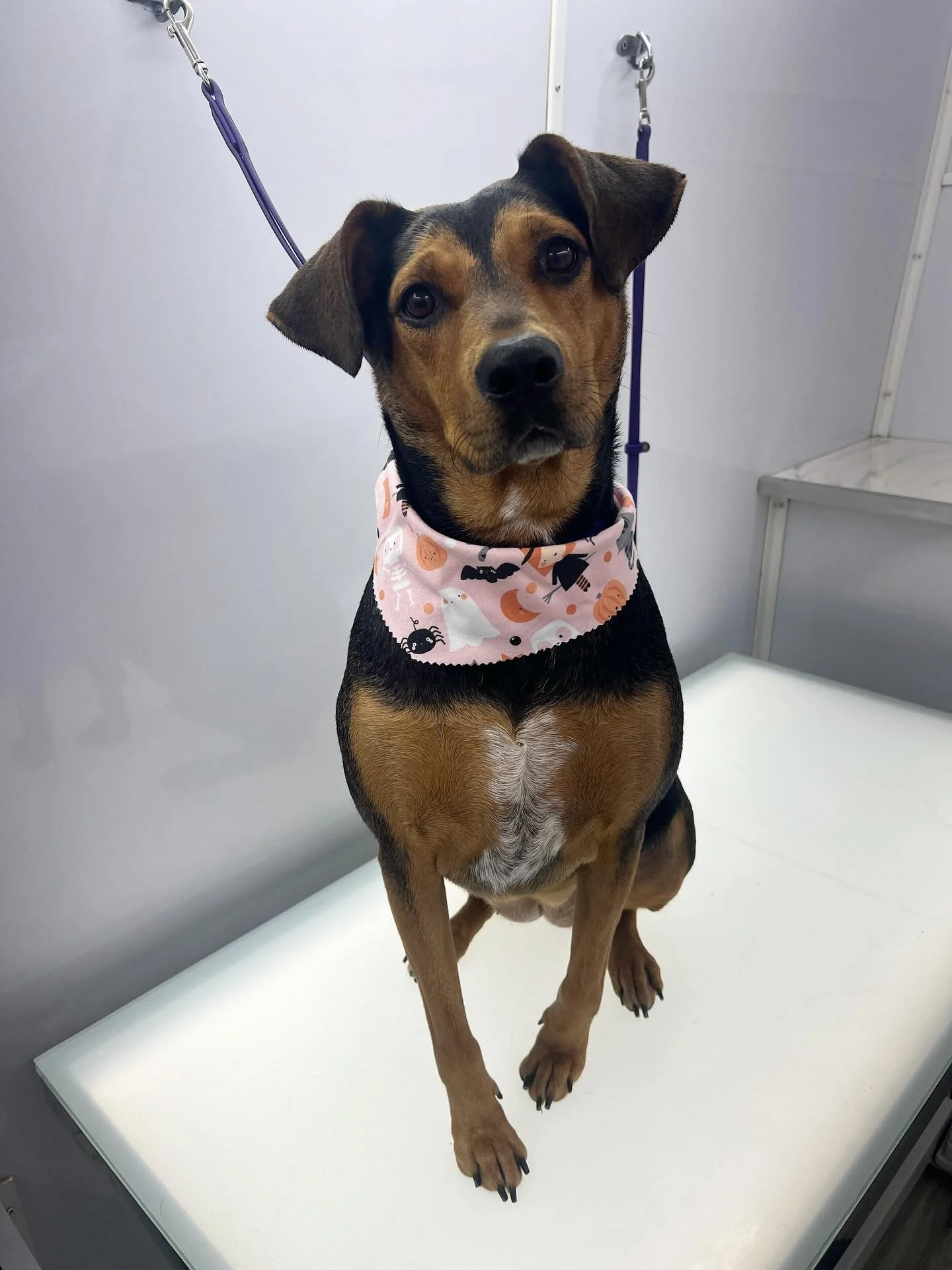 Pretty Penny 😍🐾💗