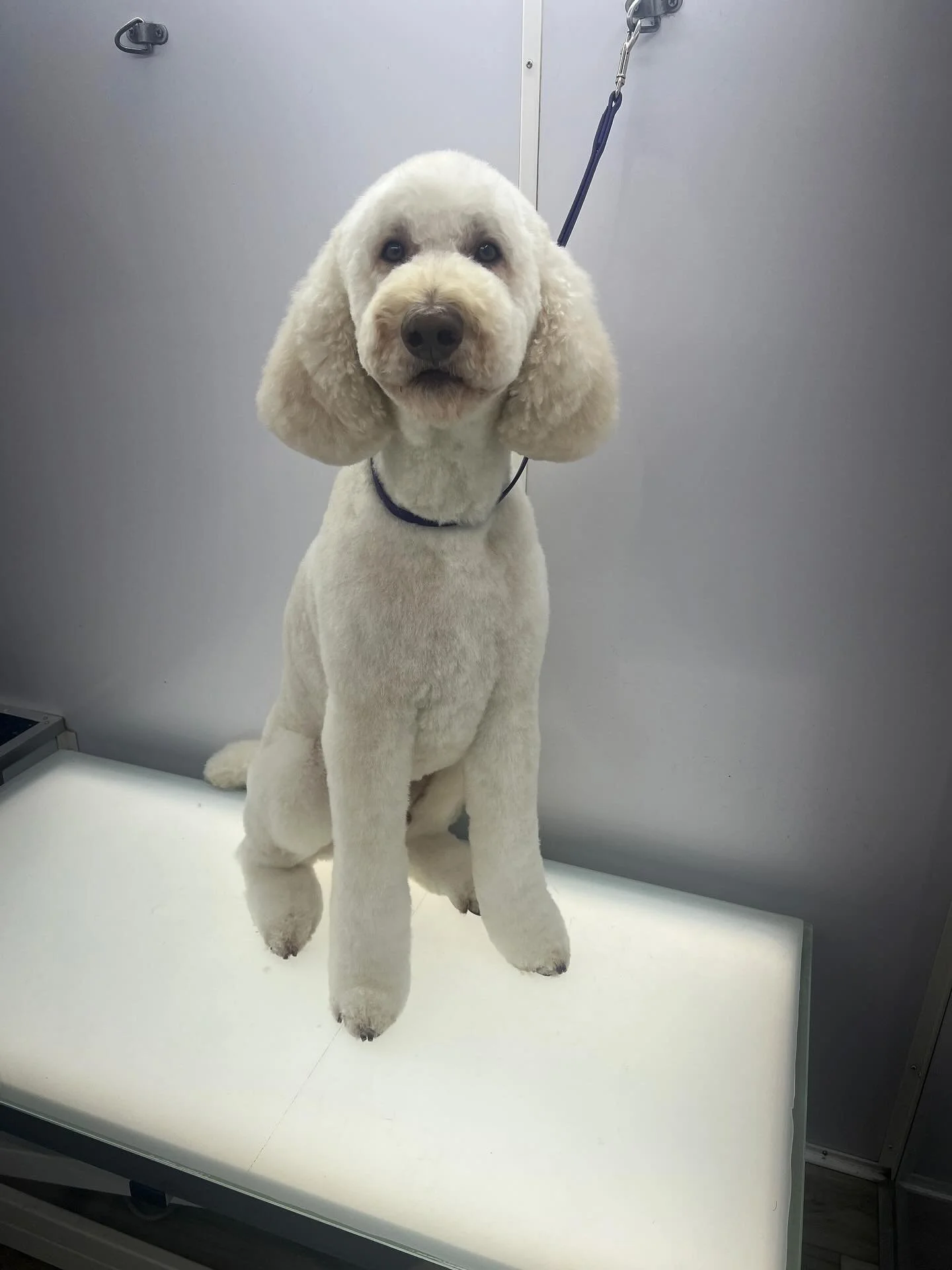 Roger the standard poodle 🐾💗