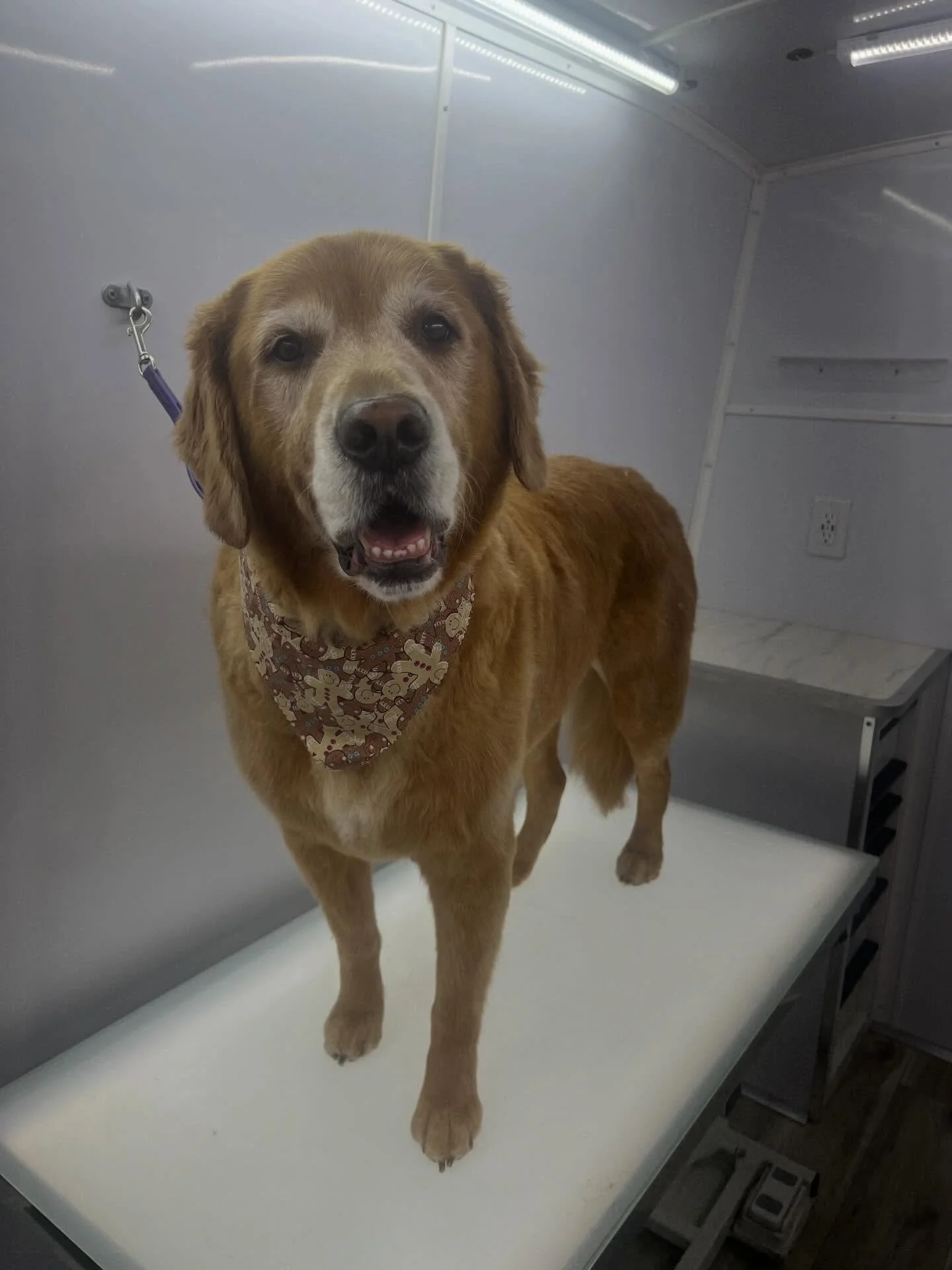 Brax is ready for Santa paws!!! 🎄🐾🐶