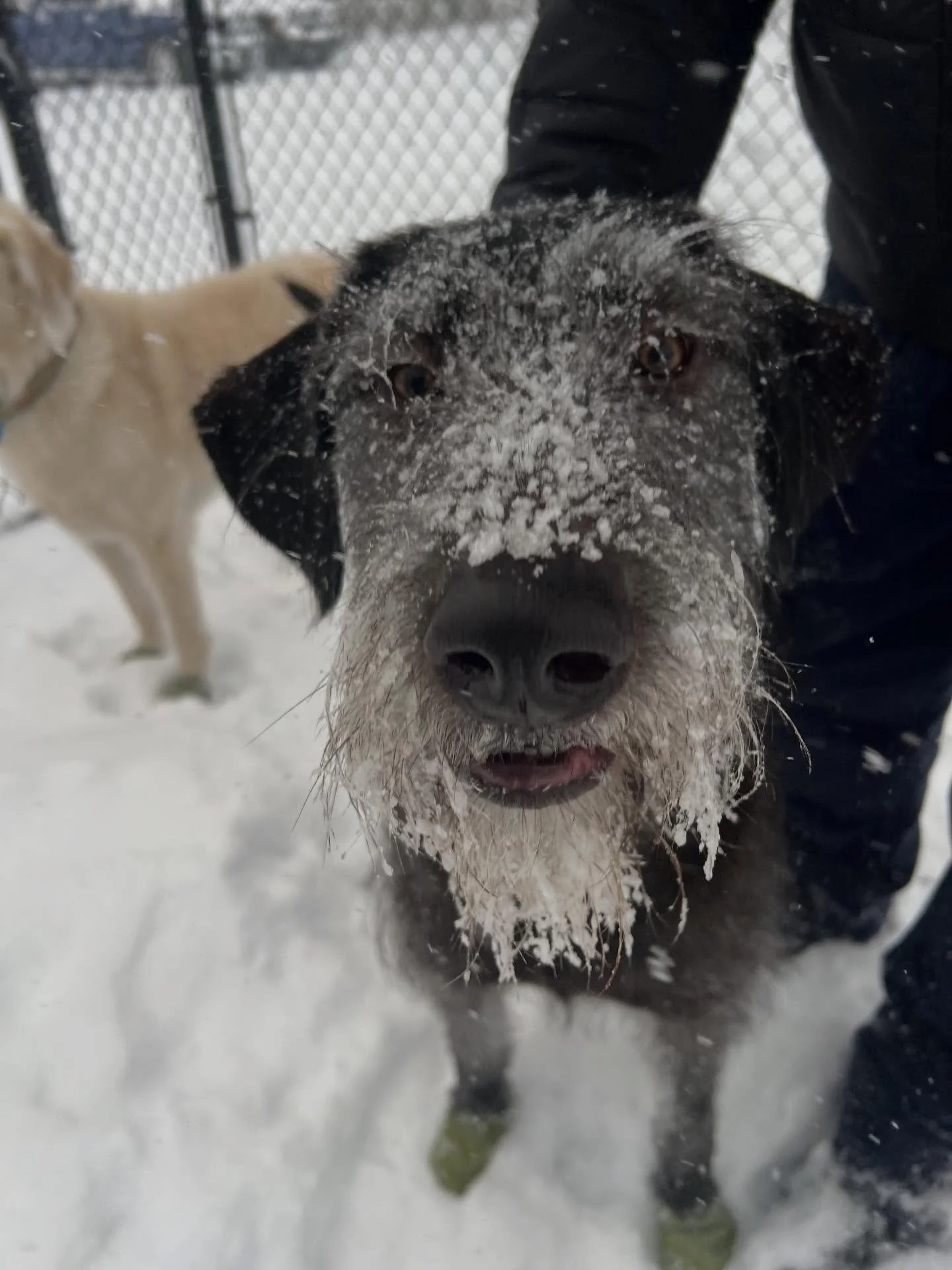 Snow day! ❄️ Moby&rsquo;s making the most of it! Sorry I had to reschedule, but sometimes Mother Nature has other plans 🐾