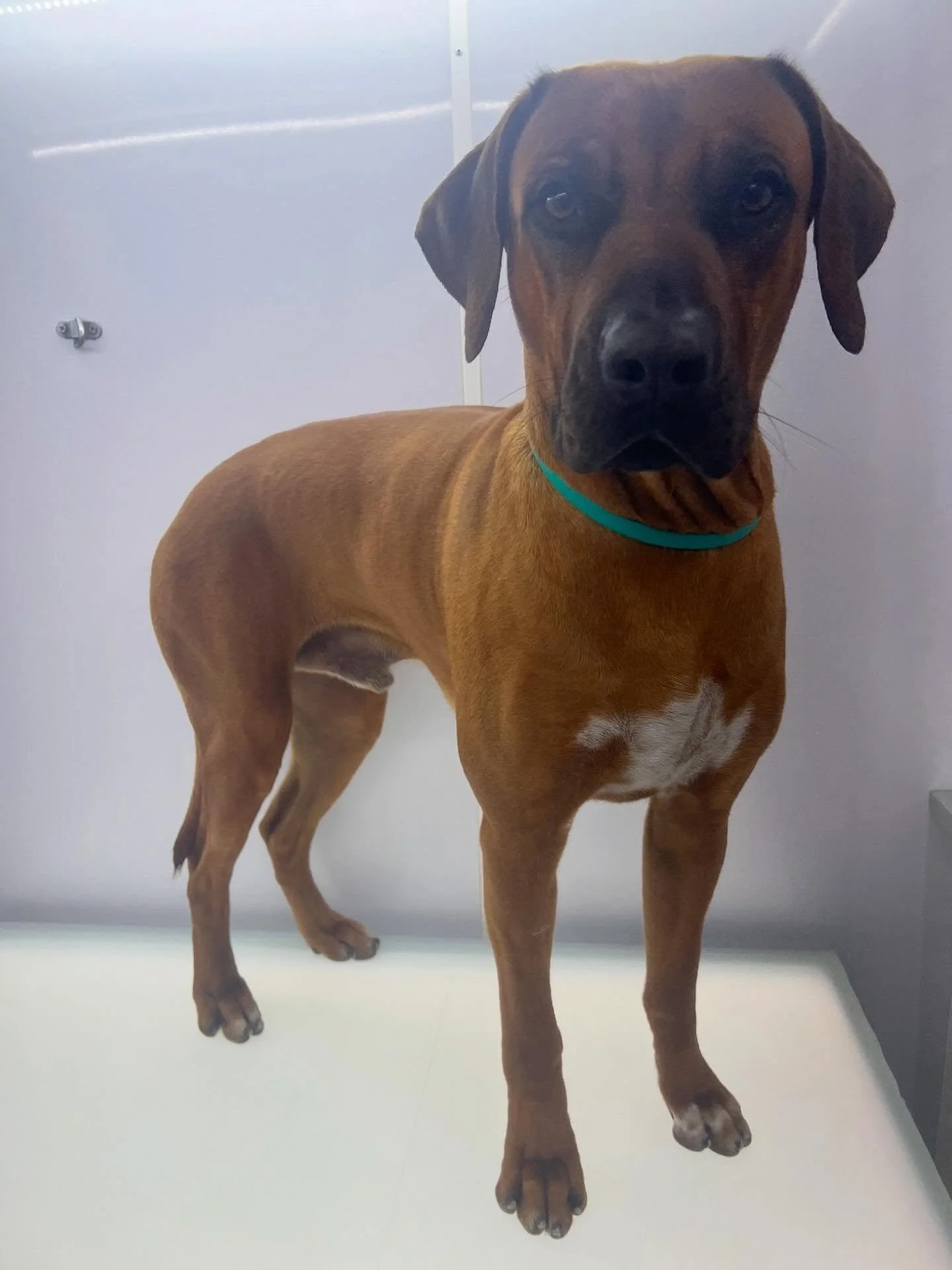 Meet Brix, the king of consistency! 🐾 I&rsquo;ve been grooming him every 2 weeks since he was 4 months old. Look at those nails! 😊 Regular grooming makes all the difference. Don&rsquo;t wait until it&rsquo;s too late &ndash; prioritize your pup&rsq