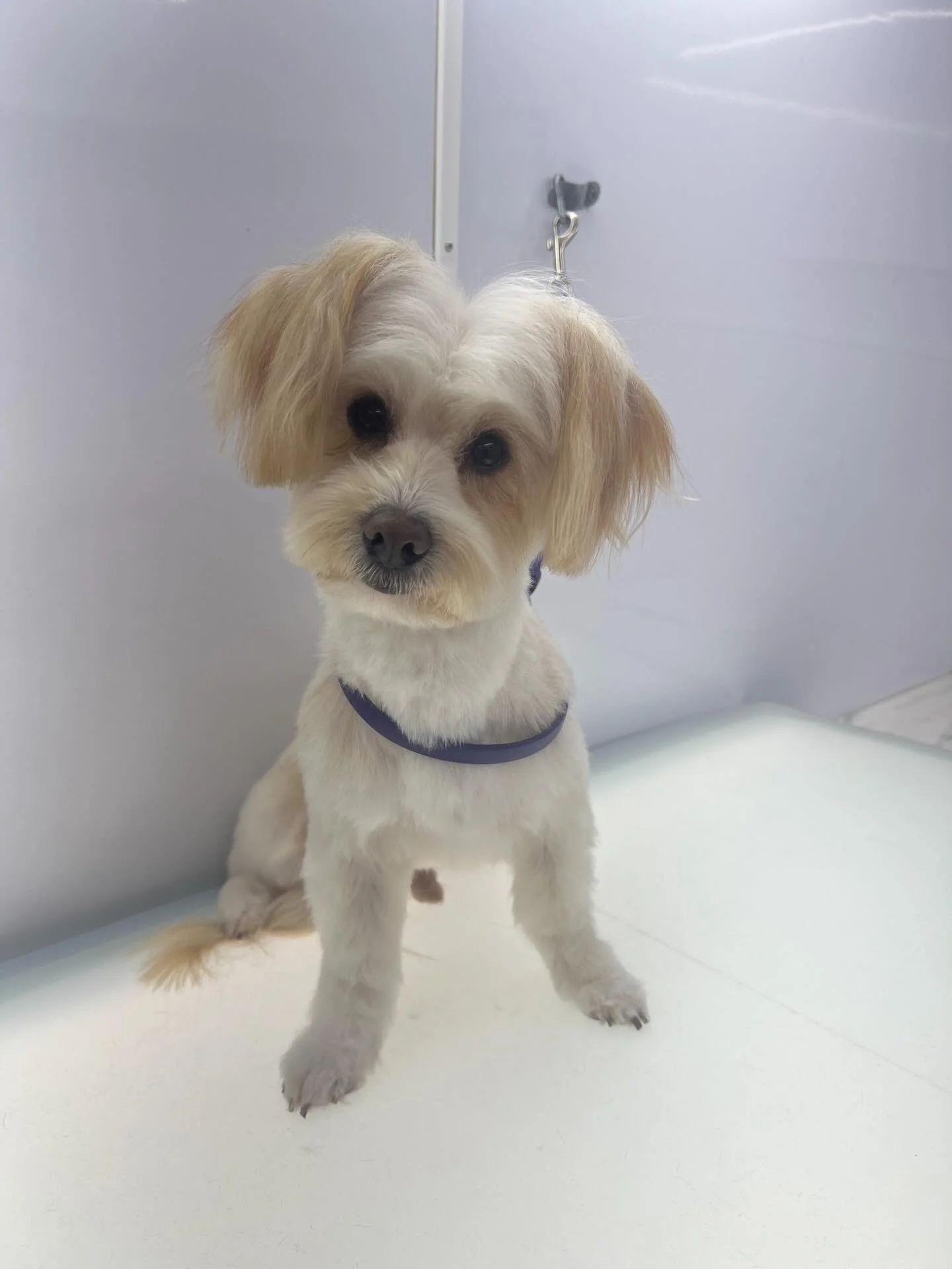 Fresh haircut for a fresh start at his new home 💗