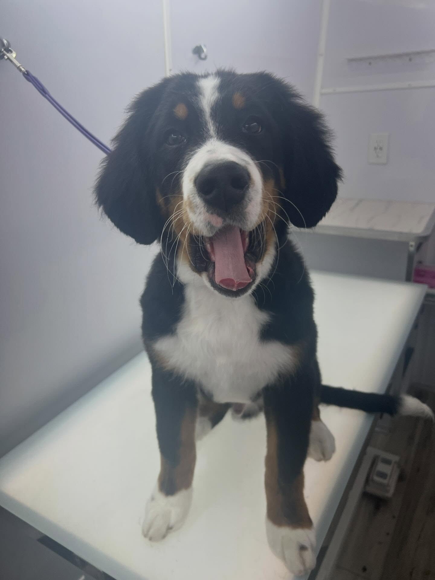 Murphy&rsquo;s first groom! I can&rsquo;t wait to watch him grow 💗