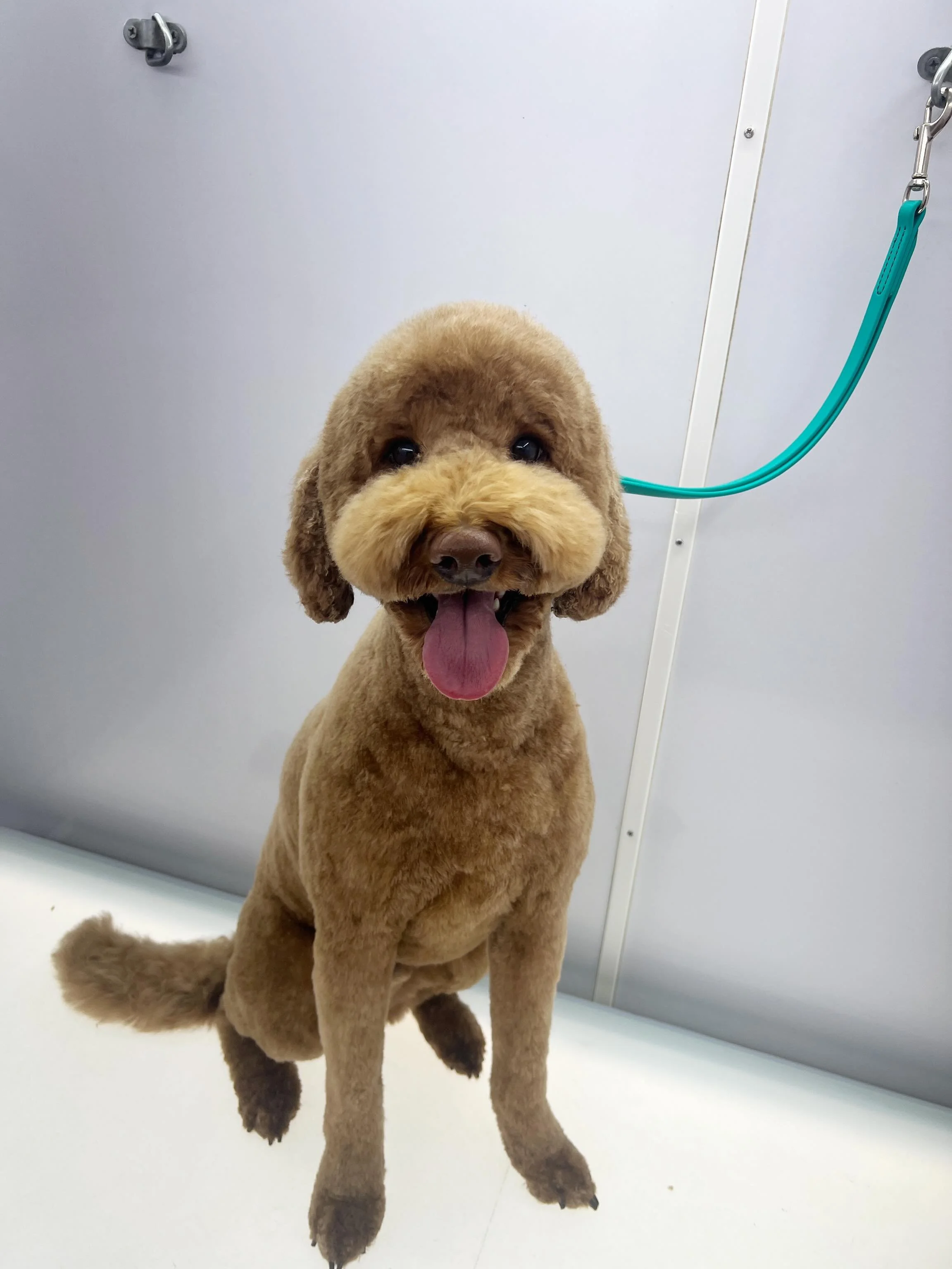 Looking for a groomer? 🛁 I&rsquo;m taking on a limited number of new clients right now with openings as soon as next week! I&rsquo;d love to meet you and your pup! To reach me, you can text 402-278-3069 or fill out the form on my website yeepawmobil