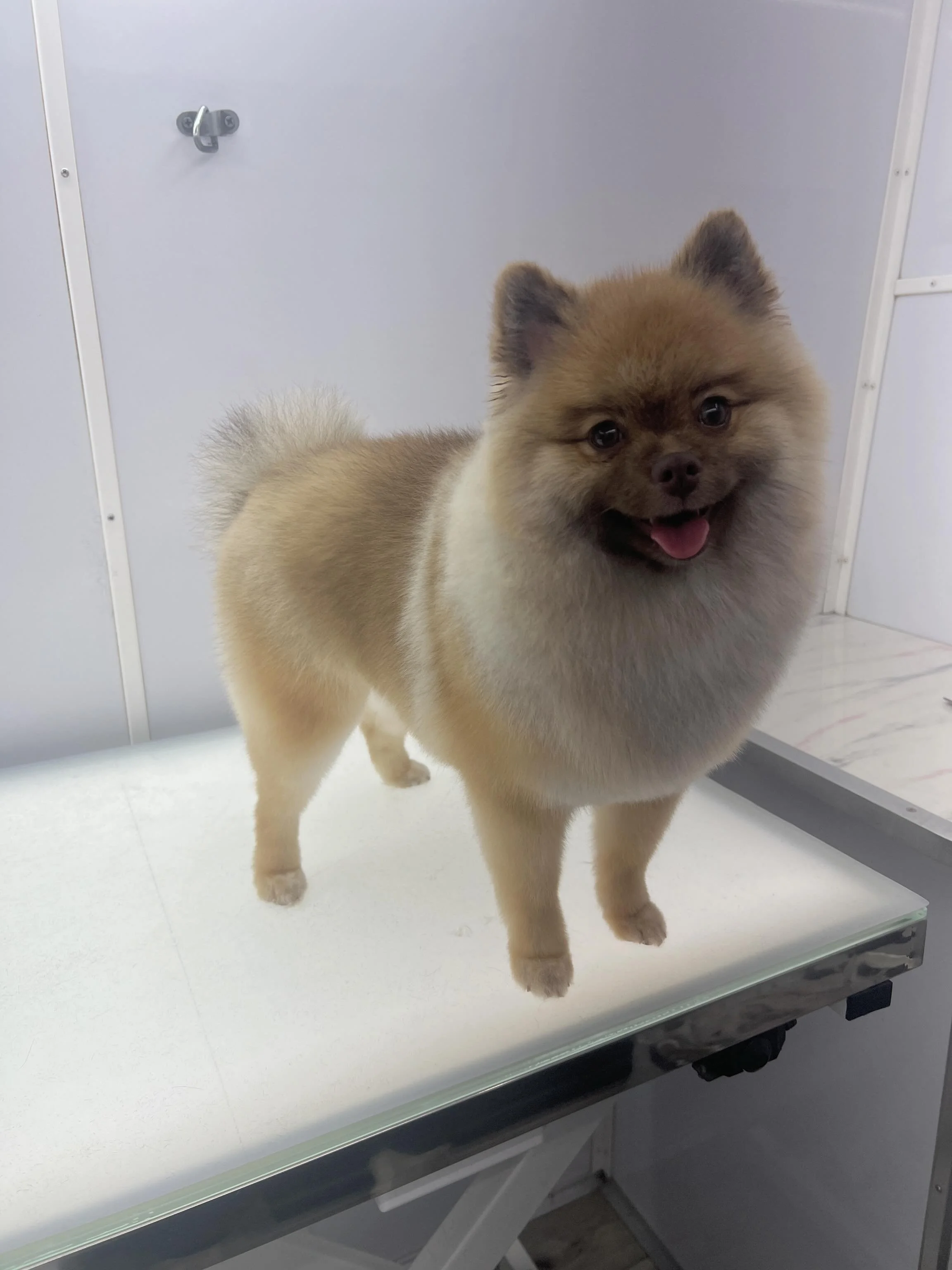 Sweet girl Mochi after her monthly spaw appointment 💗🐶