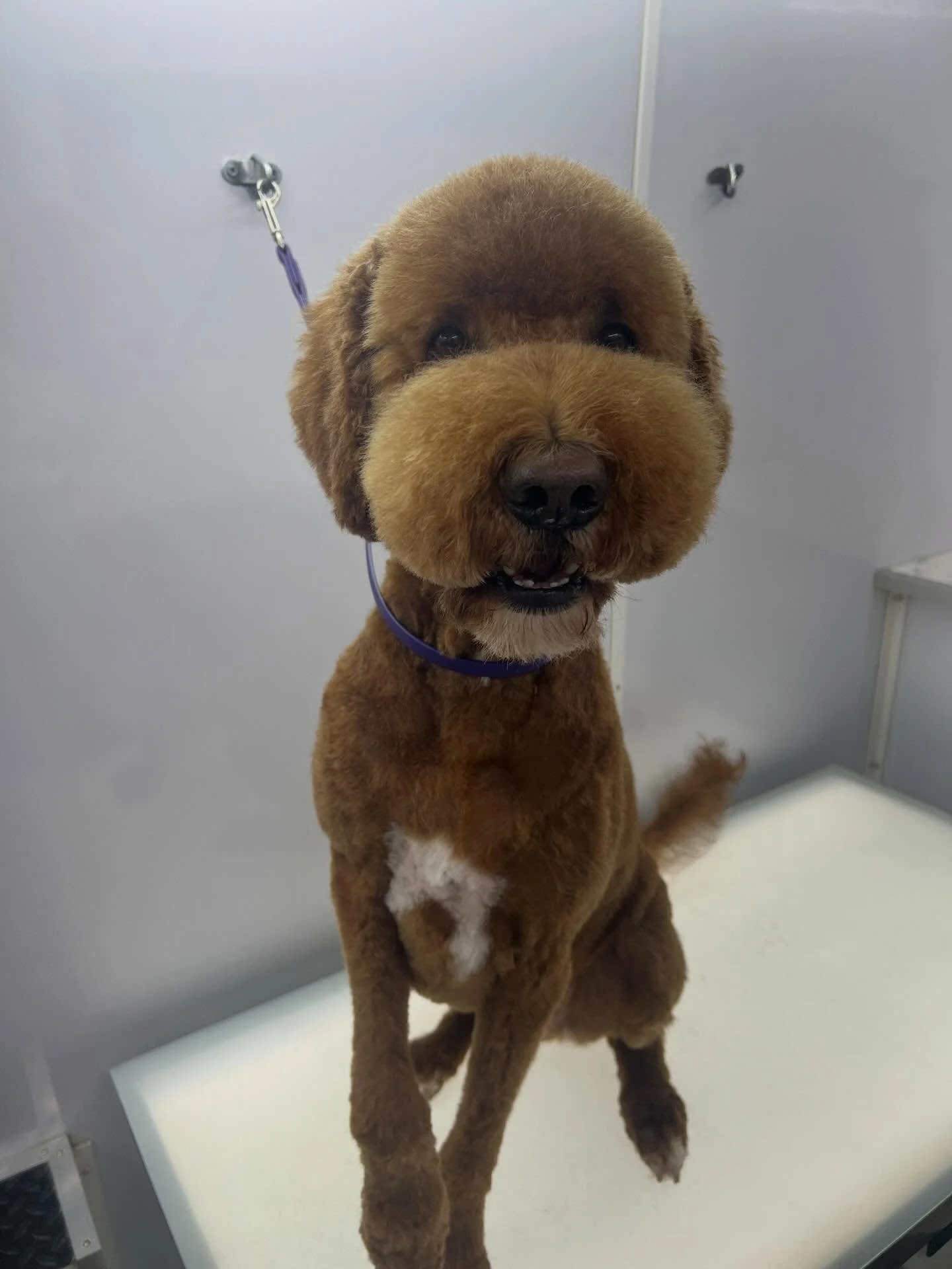 Harvey&rsquo;s ready to show off his new haircut! 💁🏼&zwj;♀️🐾