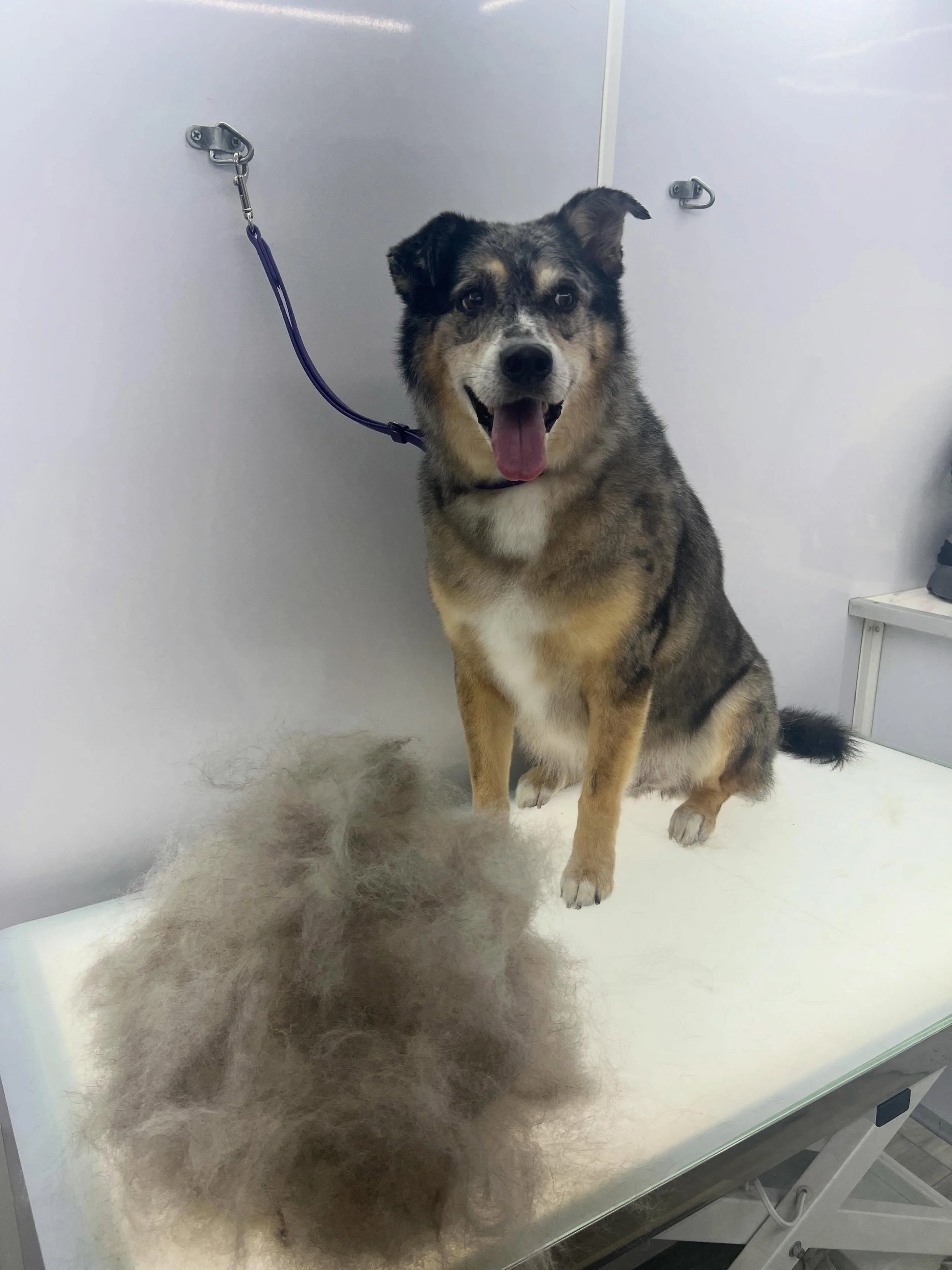 Phew, I think Cash is a few pounds lighter after today&rsquo;s spaw appointment!