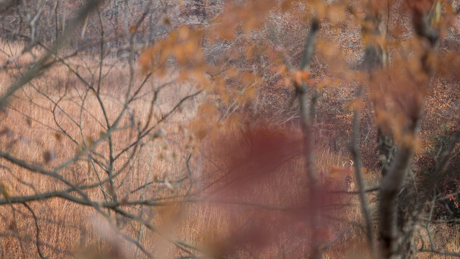 A whitetail buck walks in native grasses and along a wooded timber edge in the fall.