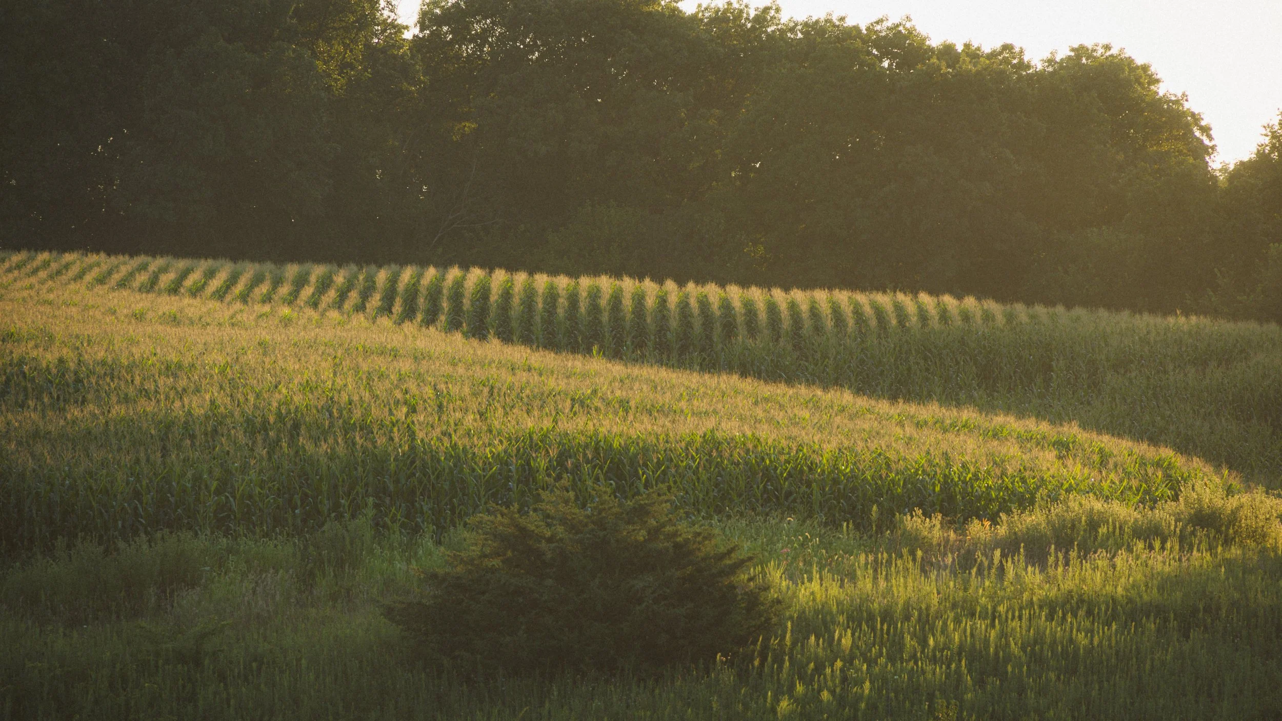 Sunlight illuminates a gently rolling agricultural field with rows of corn and other crops, bordered by trees in the background and some foliage in the foreground.