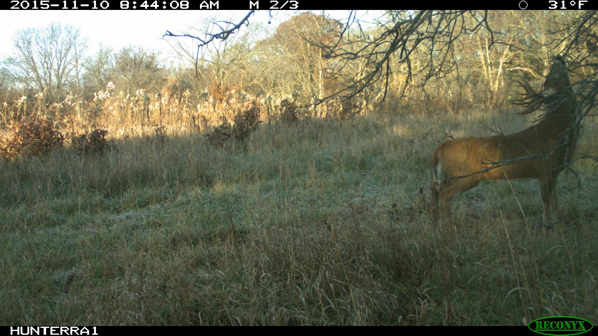 An image of a mature whitetail buck making a scrape in southern Iowa. Ben Harshyne, Whitetail Properties.