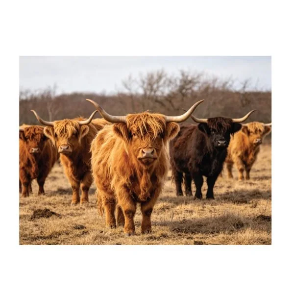 jv6940-herdsonthehorizon-60x80c-6-600x600.jpg