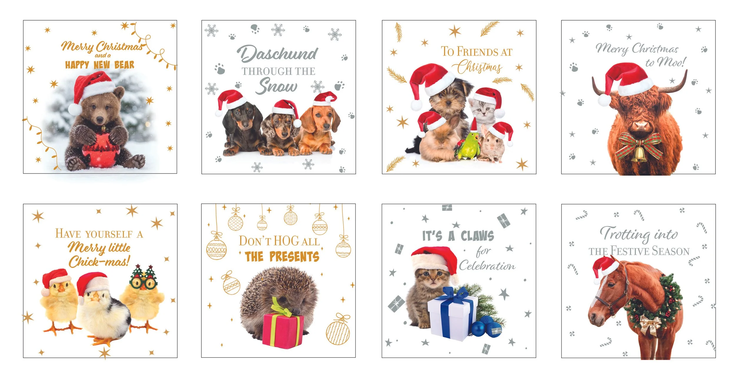 Cards Pet Foiled Square 10-Pack Assorted