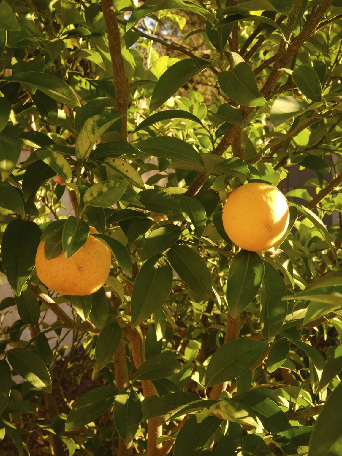 33-web-or-mls-2696 Casitas Ave by Pierre Galant-33.jpg