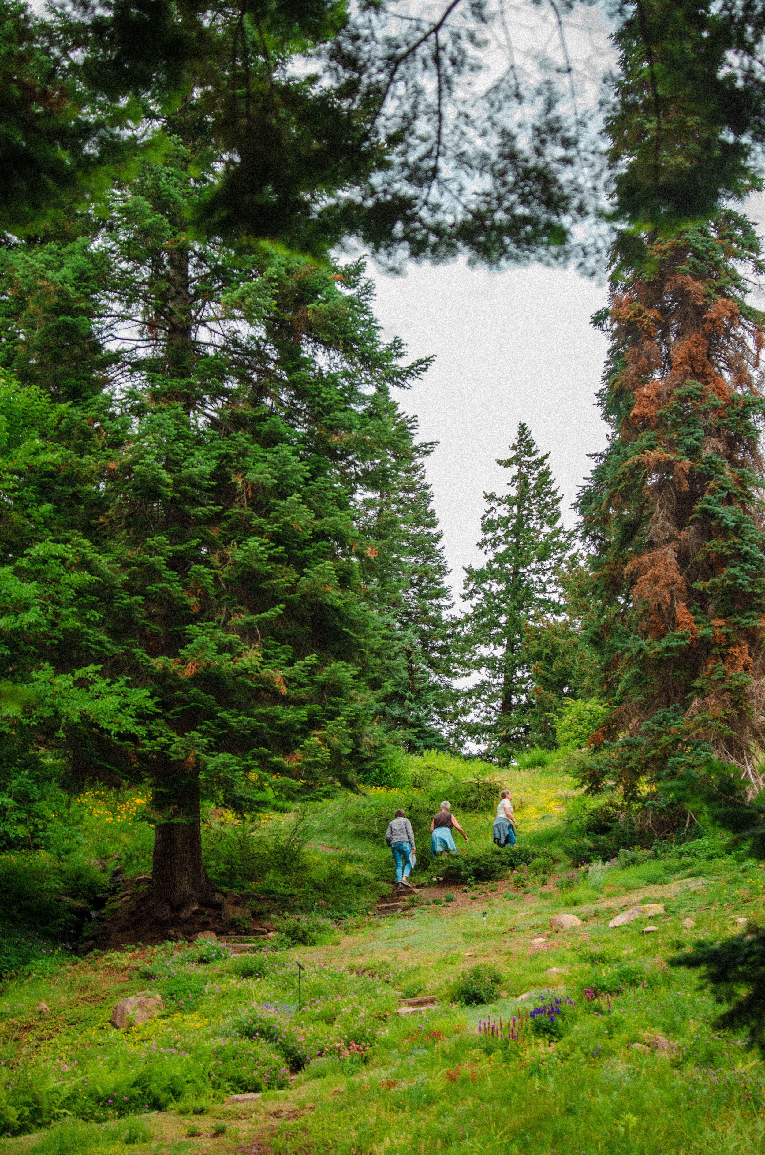 Three people hiking on a trail through a lush green forest with tall pine trees and colorful wildflowers.