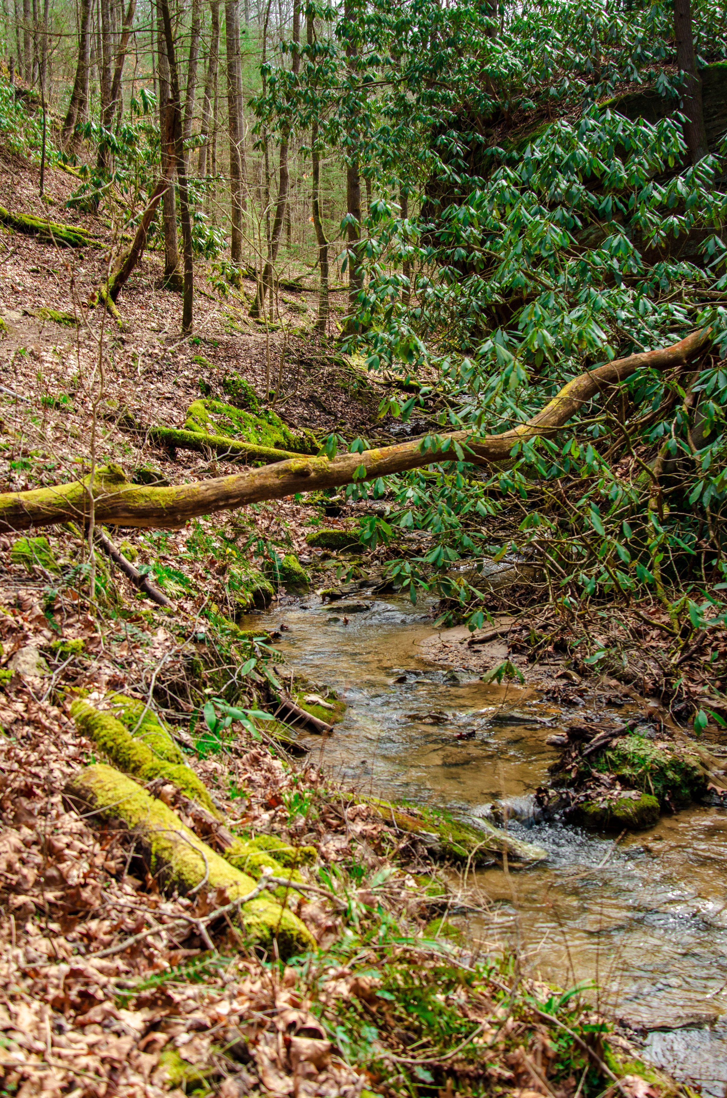 A small stream running through a forested area with fallen logs and green moss covering the ground.