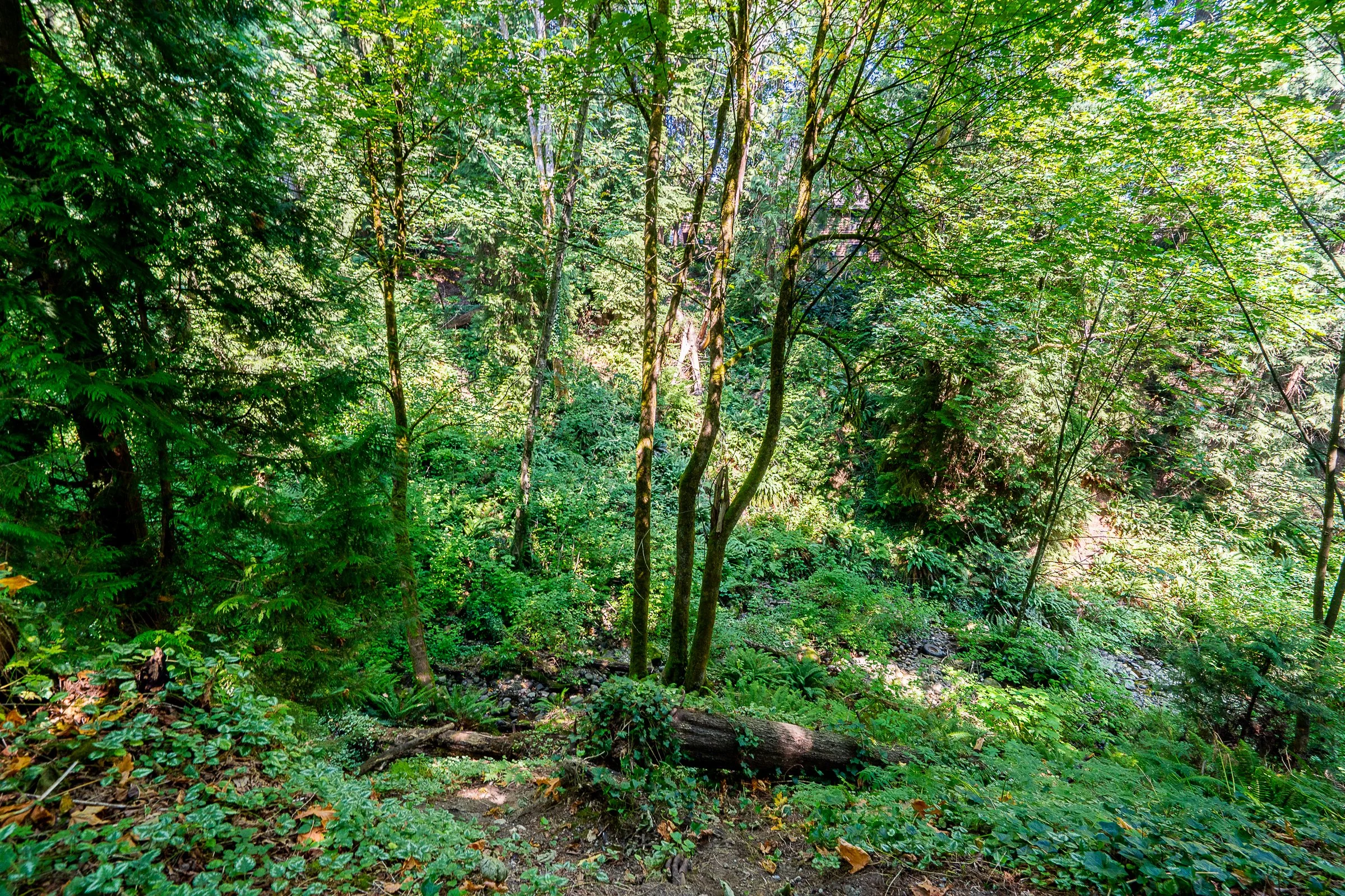 241B-Evergreen-Drive-College-Park-Port-Moody-Carolyn-Pogue-Best-Port-Moody-Real-Estate-Agent-26.jpg