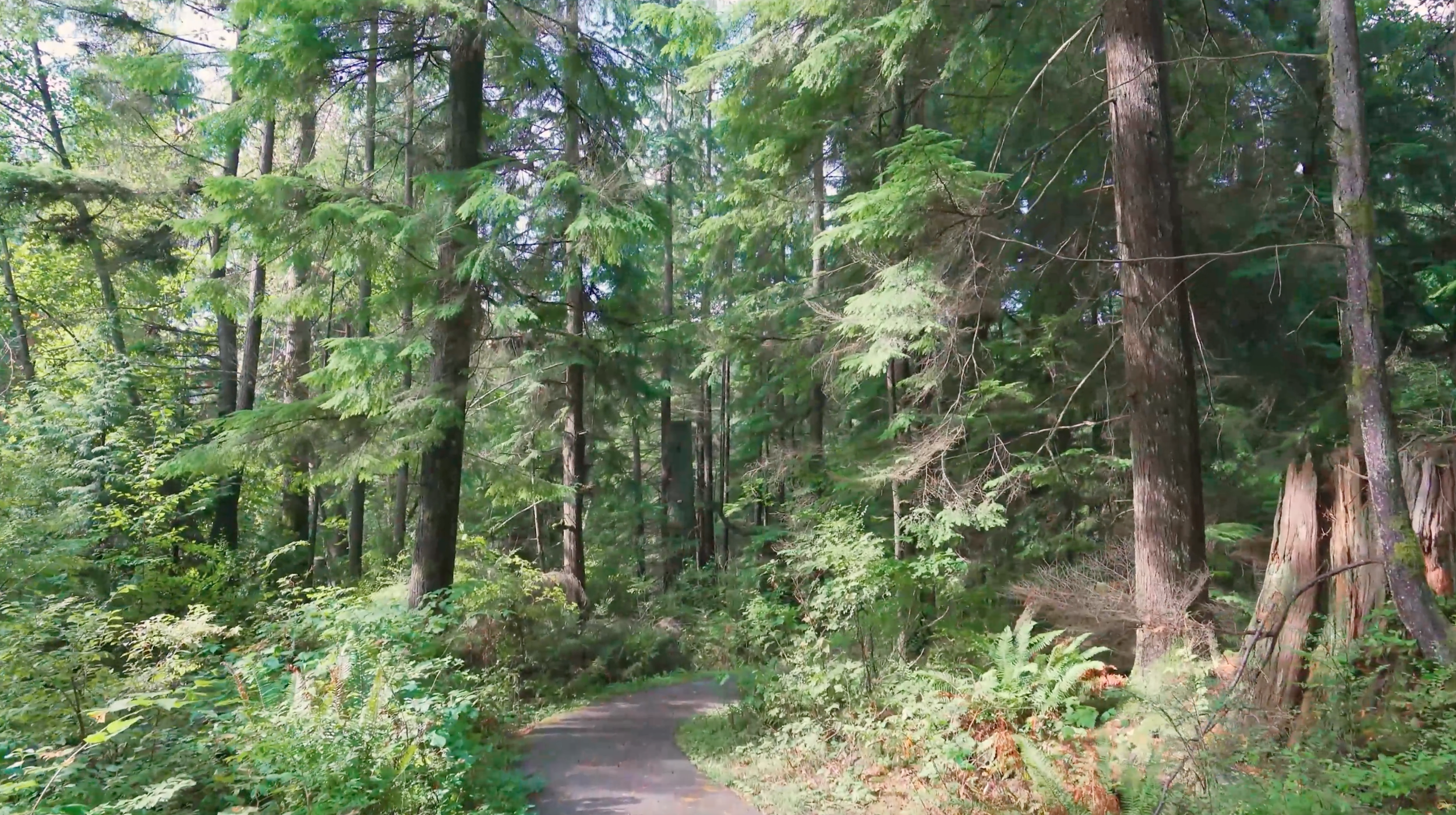 Buntzen-Lake-Anmore-Real-Estate-Top-Anmore-Realtor-3.png