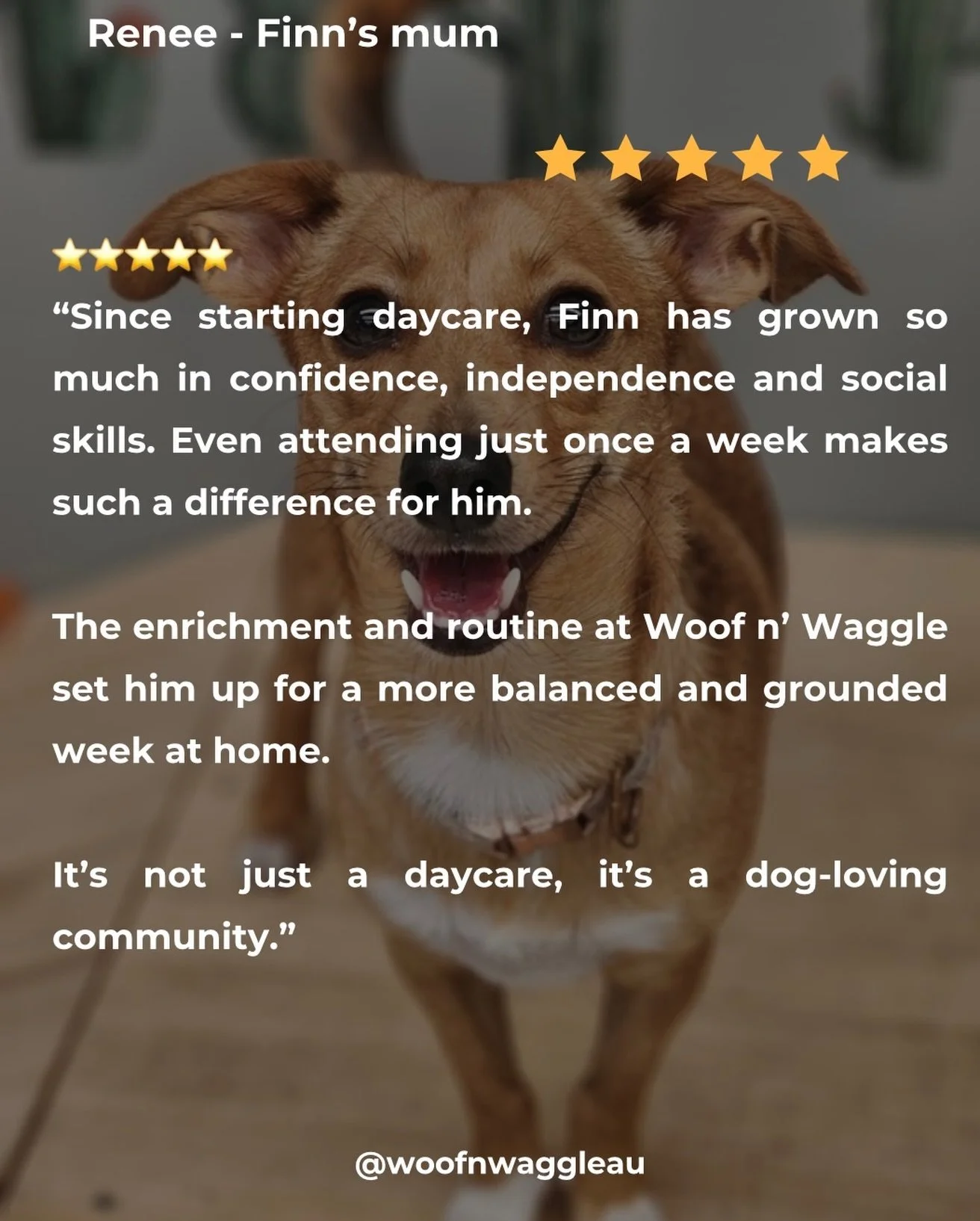 ⭐ Client Love&hellip;&hellip;

Thank you for trusting us with your beautiful boy, Finn. We love watching him thrive. 🐾

#daycare #doggydaycare #perthlife #perth #dogsofinstagram