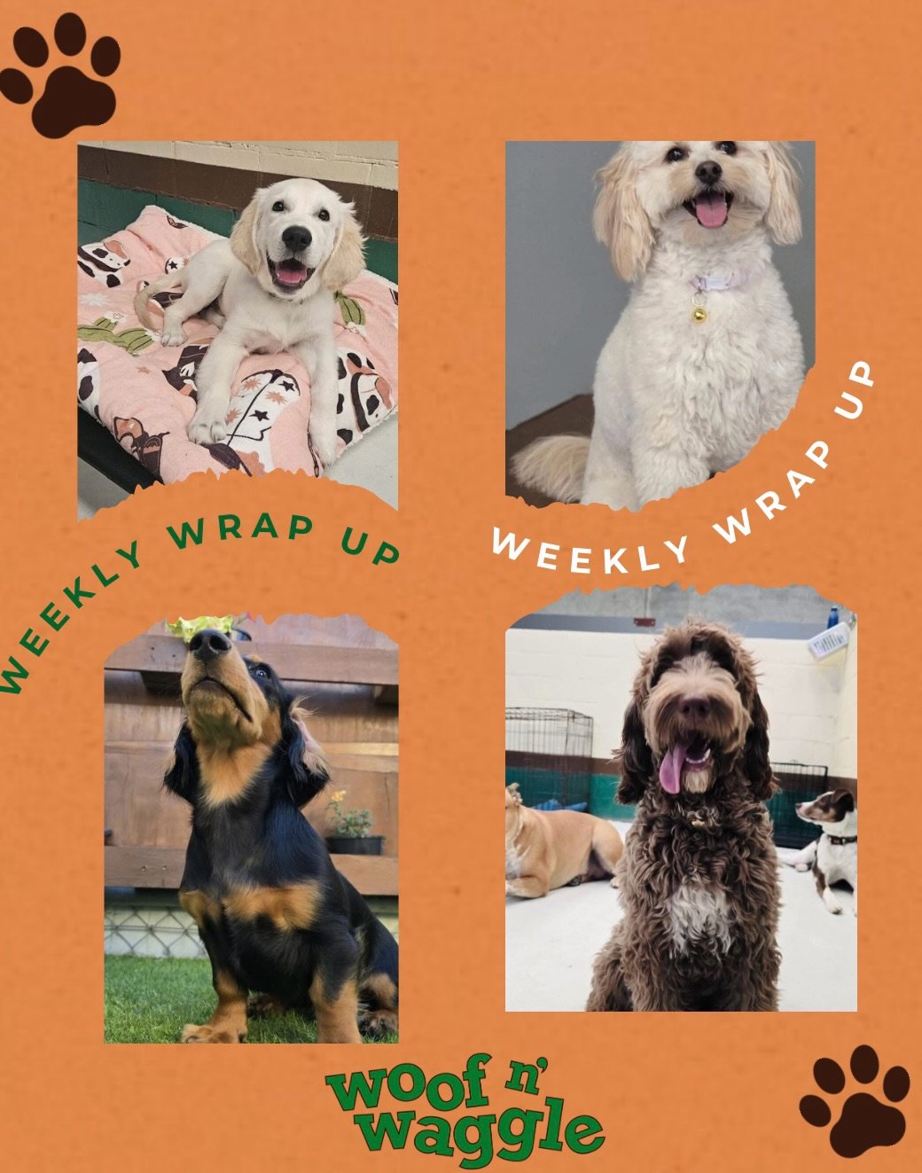 How cute do these doggos look?! 🥹 These faces made our week.

💚 Woof n&rsquo; Waggle Weekly Wrap-Up 🐾

Another lovely week at Woof n&rsquo; Waggle with new friendships forming, dogs building confidence and plenty of beautiful moments across the pa