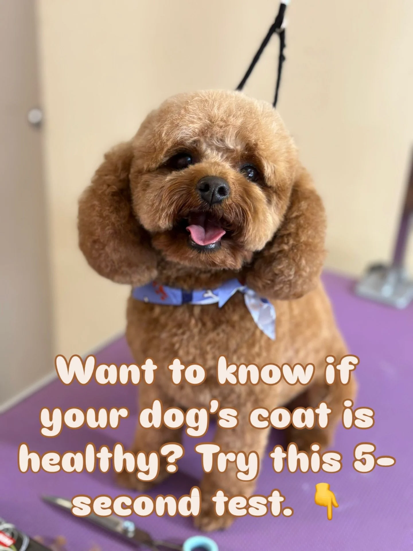 Run your fingers down to your dog&rsquo;s skin and gently part the coat.

You should be able to:
✨ See the skin easily
✨ Feel air moving through the coat
✨ Separate the hair without resistance

If you can&rsquo;t, there may be tangles or matting form