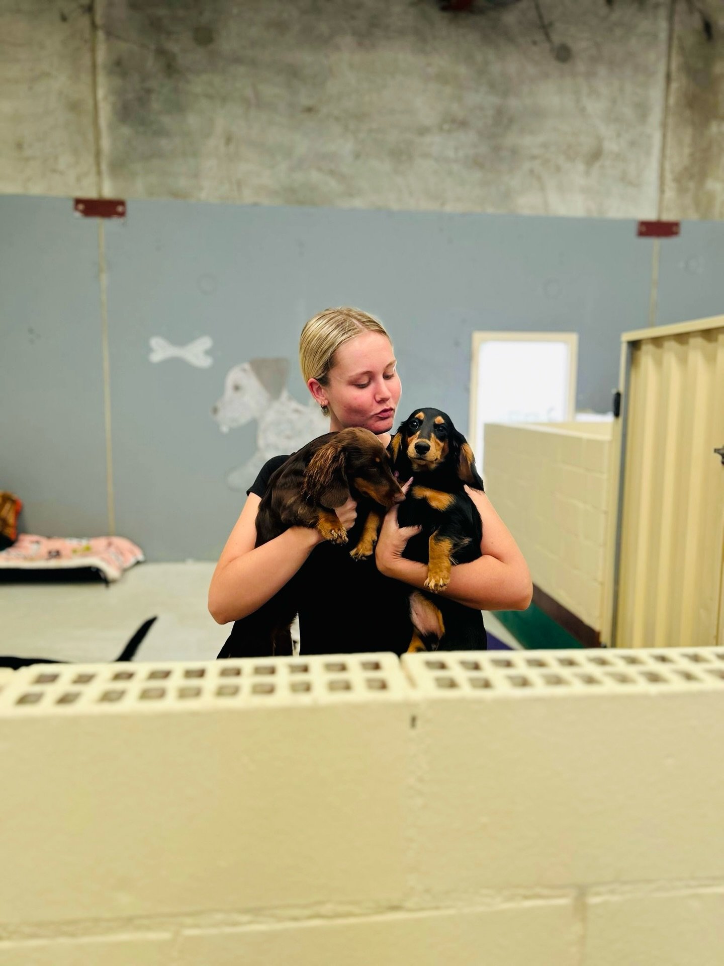 🐾 Midweek cuties incoming 💚
Our Wednesday doggos doing what they do best ✨

#daycare #dogs #doggydaycare #share #perth