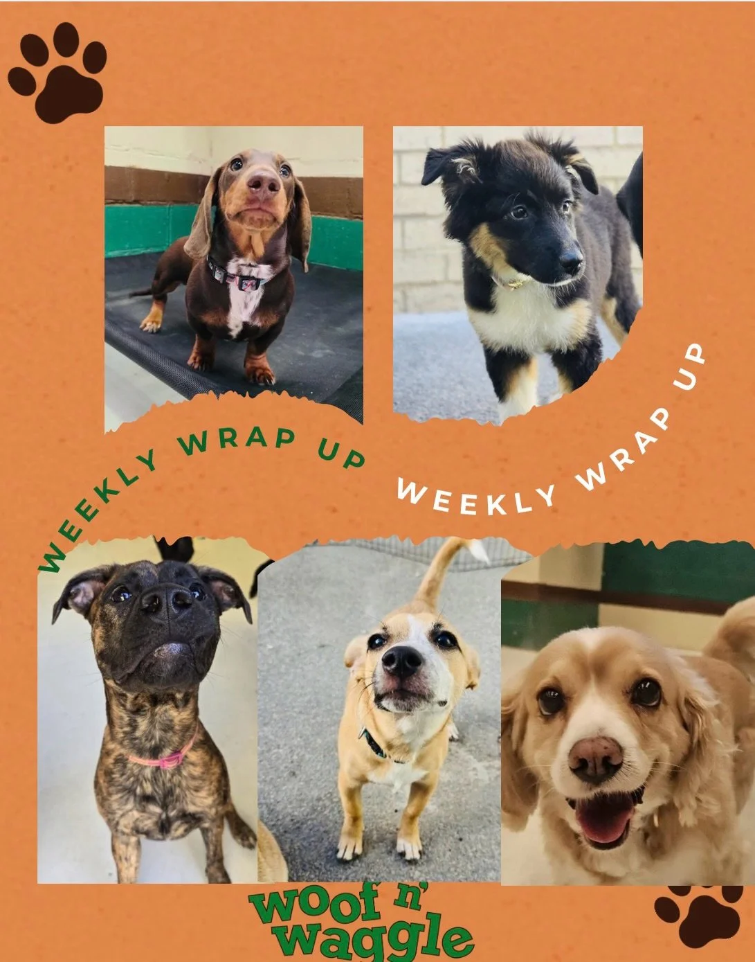 🐾💚 BIG WEEK AT WOOF N&rsquo; WAGGLE 💚🐾

What a beautiful, full week it&rsquo;s been here at Woof n&rsquo; Waggle, the kind that reminds us exactly why we do what we do 🥹

We&rsquo;ve had some very special new faces join the pack&hellip;

🐾 Wins