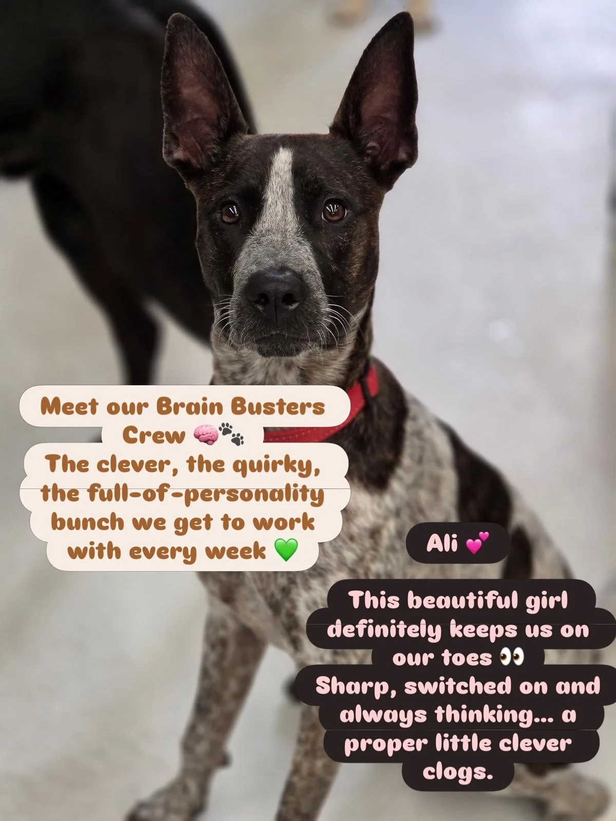 This is what Brain Busters is all about 🧠🐾
Building focus, confidence and giving high need breeds another outlet 🫶

But it&rsquo;s not just a &ldquo;class&rdquo;&hellip;
It&rsquo;s a structured, purpose-driven day designed specifically for working