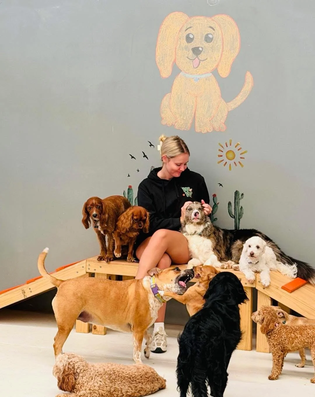 Behind the Scenes &ndash; Tuesday 💚✨📸

#dogdaycare #perth #lovemydog #perthtodo #dogsofinstagram