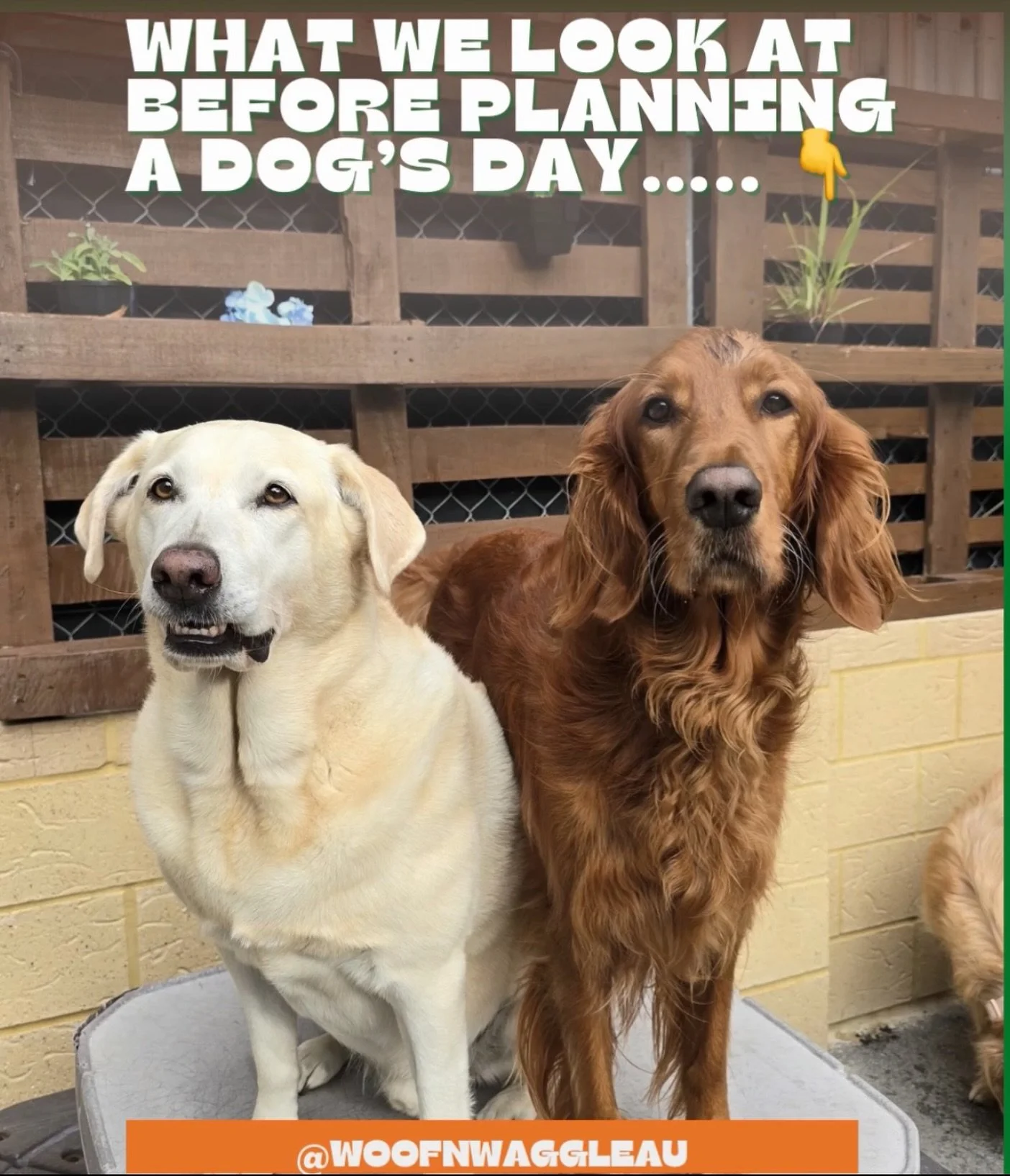 Every dog that walks through our doors is an individual and their day should reflect that. 💚🐾

Before we even think about play, we&rsquo;re looking at:

✨ Energy levels &ndash; how they&rsquo;re arriving on the day
✨ Emotional state &ndash; confide