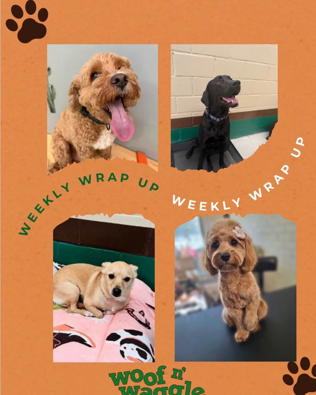 🐾💚 BIG WEEK AT WOOF N&rsquo; WAGGLE 💚🐾

We&rsquo;ve had some very special new faces join the pack&hellip;

🐾 Franklin &mdash; our gentle older gentleman who took his time settling in, making sure to sniff out all his new friends and soak up plen