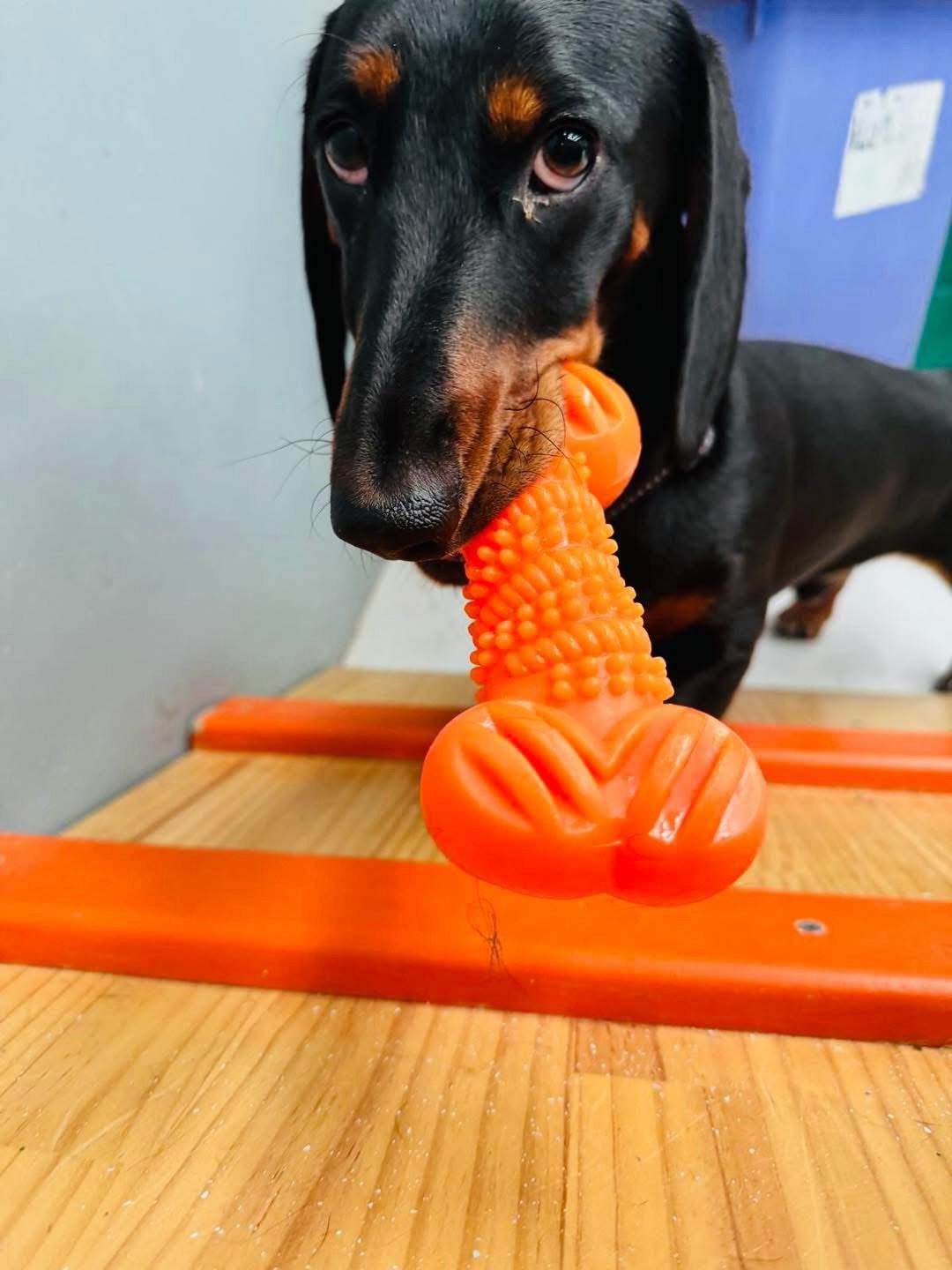 A small snippet of our Tuesday loves 🫶✨✨

#dogs #dogdaycare #perth #photos #dogsofinstagram