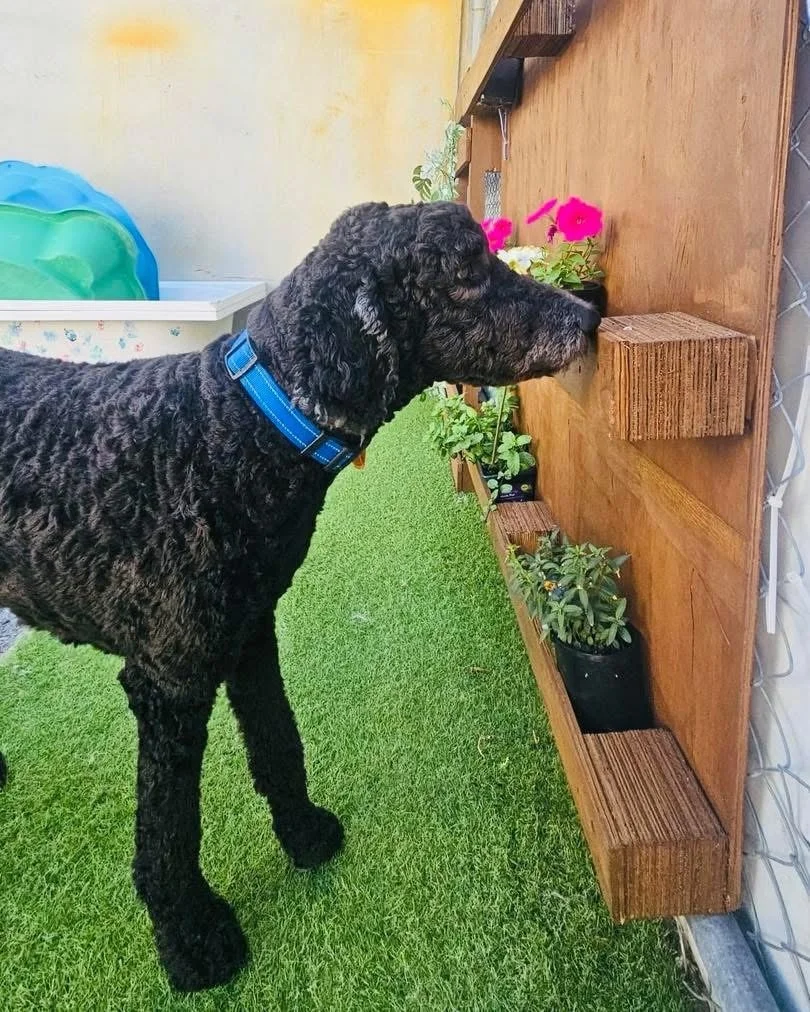 Some of our Wednesday loves 🫶. Everyone love a good Easter Egg Hunt 🐣🥚

#dog #easter #eastereggs #doggydaycare #dogsofinstagram