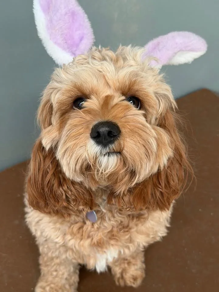 Hoppy Easter everyone 🐣🫶

We hope everyone is enjoying their long weekend ✨✨

#easter #longweekend #dogs #dogsofinstagram #dogsarethebest