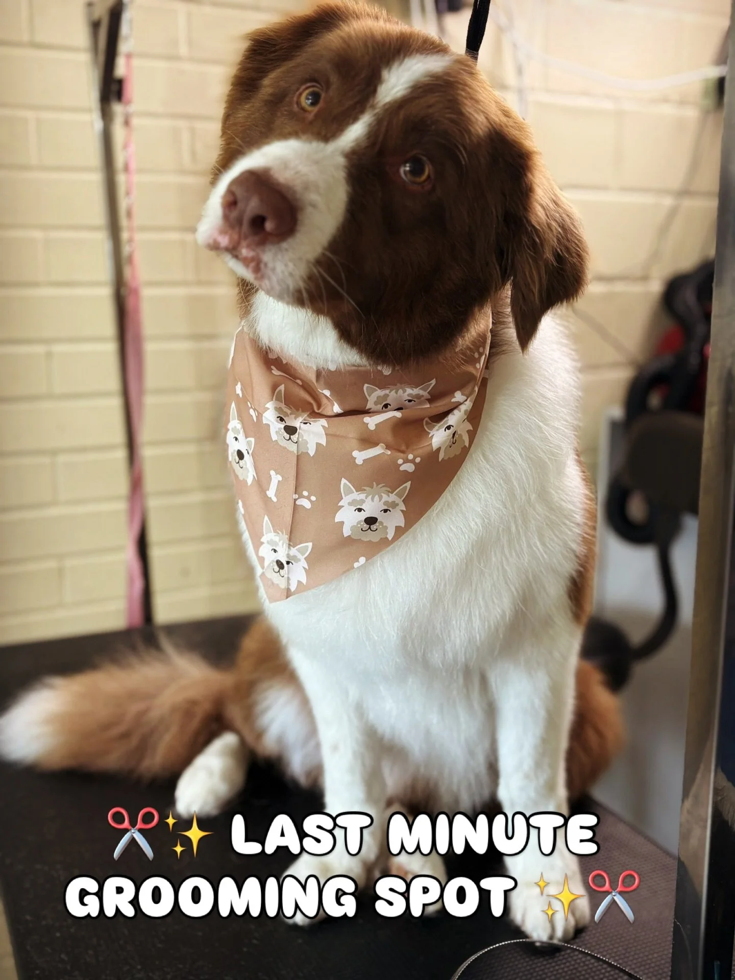 🚨✂️ LAST MINUTE GROOMING SPOT ✂️🚨

We&rsquo;ve had a last-minute cancellation for tomorrow morning and this will go FAST 🐶💨

Perfect if your pup is:
💚 Looking a little scruffy
💚 Due a tidy up
💚 Or in serious need of a full pamper (and de-shed 