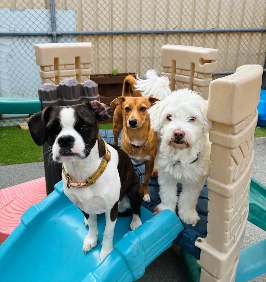 Starting the week off right with out Tuesday loves 💚✨

#dogs #doggo #daycare #perth