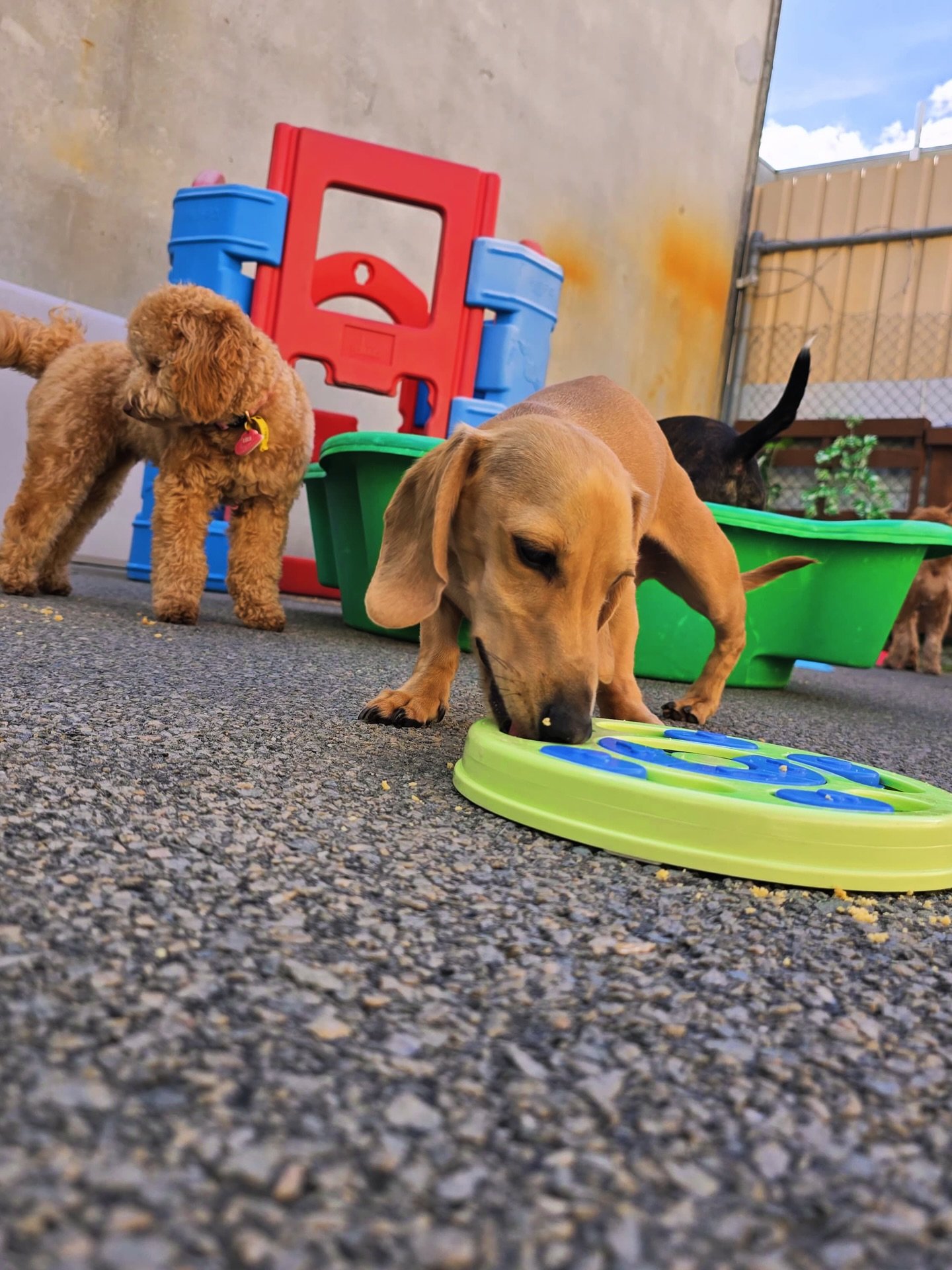 Days like this 😍😍

#daycare #dogs #perth #perthdogs #dogmum