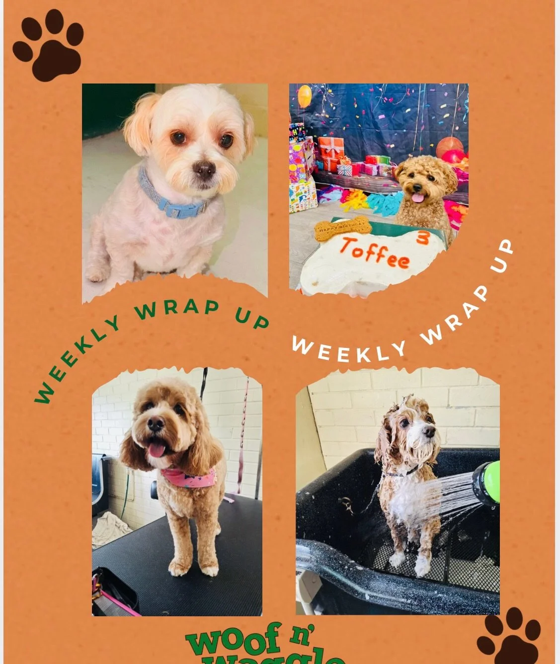 💚🐾 BIG WEEK AT WOOF N&rsquo; WAGGLE 🐾💚

Another beautiful, full week here&hellip; the kind that just fills your cup and reminds you why we do this every day 🥹

We had the sweetest new addition join the pack&hellip;

🐾 Daisy &ndash; our tiny lit