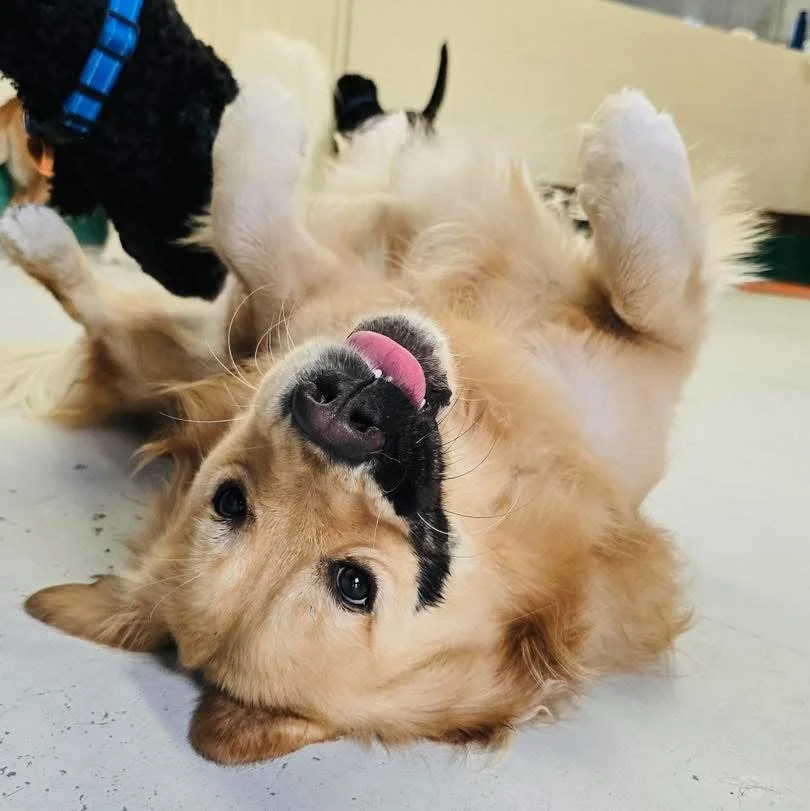 Some of our Tuesday loves 💚🫶

#daycare #dogdaycare #perth #perthdogs