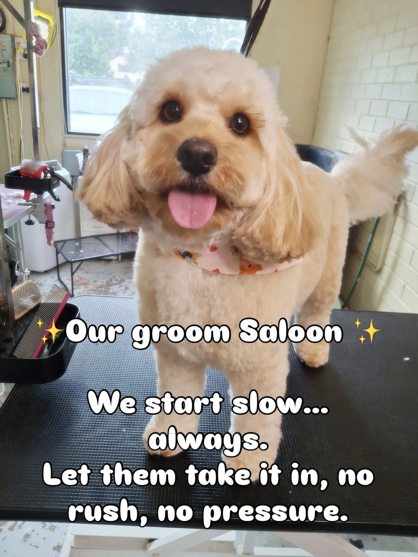 Grooming isn&rsquo;t just about how they look&hellip; it&rsquo;s about how they feel through the process.
We take it slow, we read them, and we meet them where they&rsquo;re at, every single time. 💛

#grooming #perth #perthgroomer #doggroom #perthto