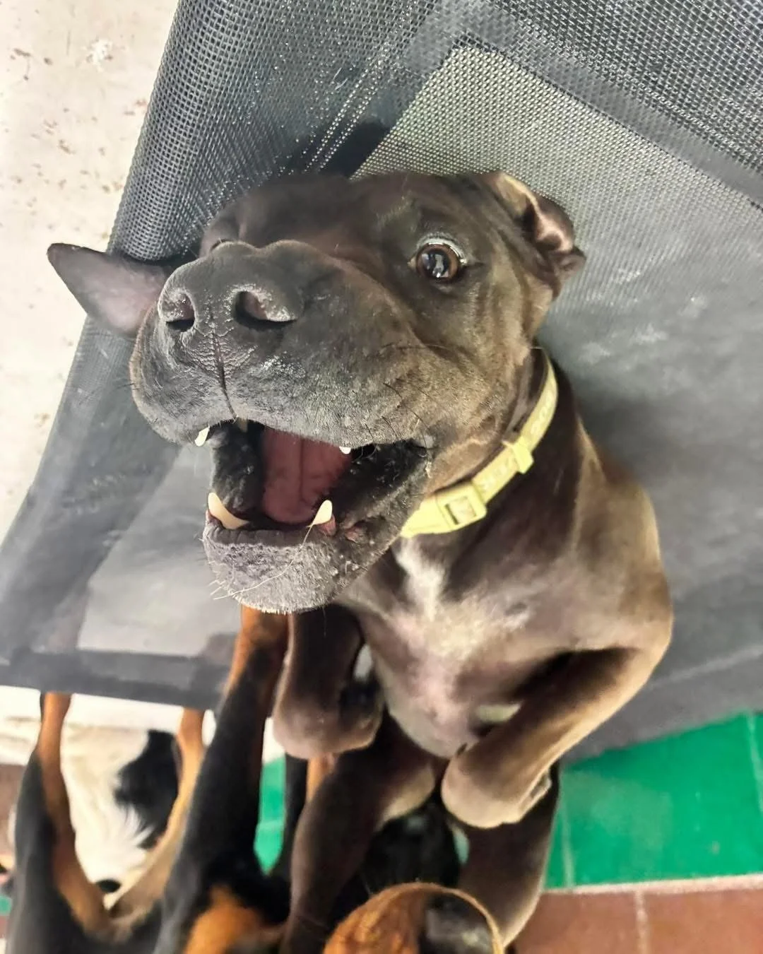 A snippet of our Friday loves 🫶

#daycare #dogs #dogmum #dogdad #perth