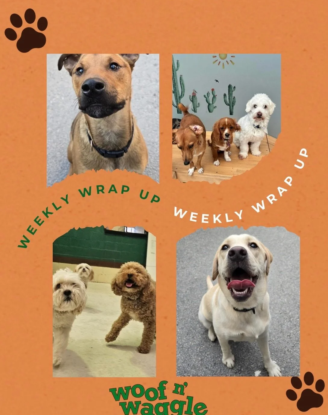 Most people think daycare is about tiring dogs out&hellip;
But what we&rsquo;re really building here is calm, confidence, and dogs who actually know how to switch off 💭🐾

And this week was such a good reminder of that 💚

We welcomed some gorgeous 