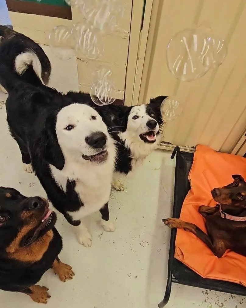 A few 📸 of Tuesday.

#daycare #dogdaycare #perth #dogsofperth