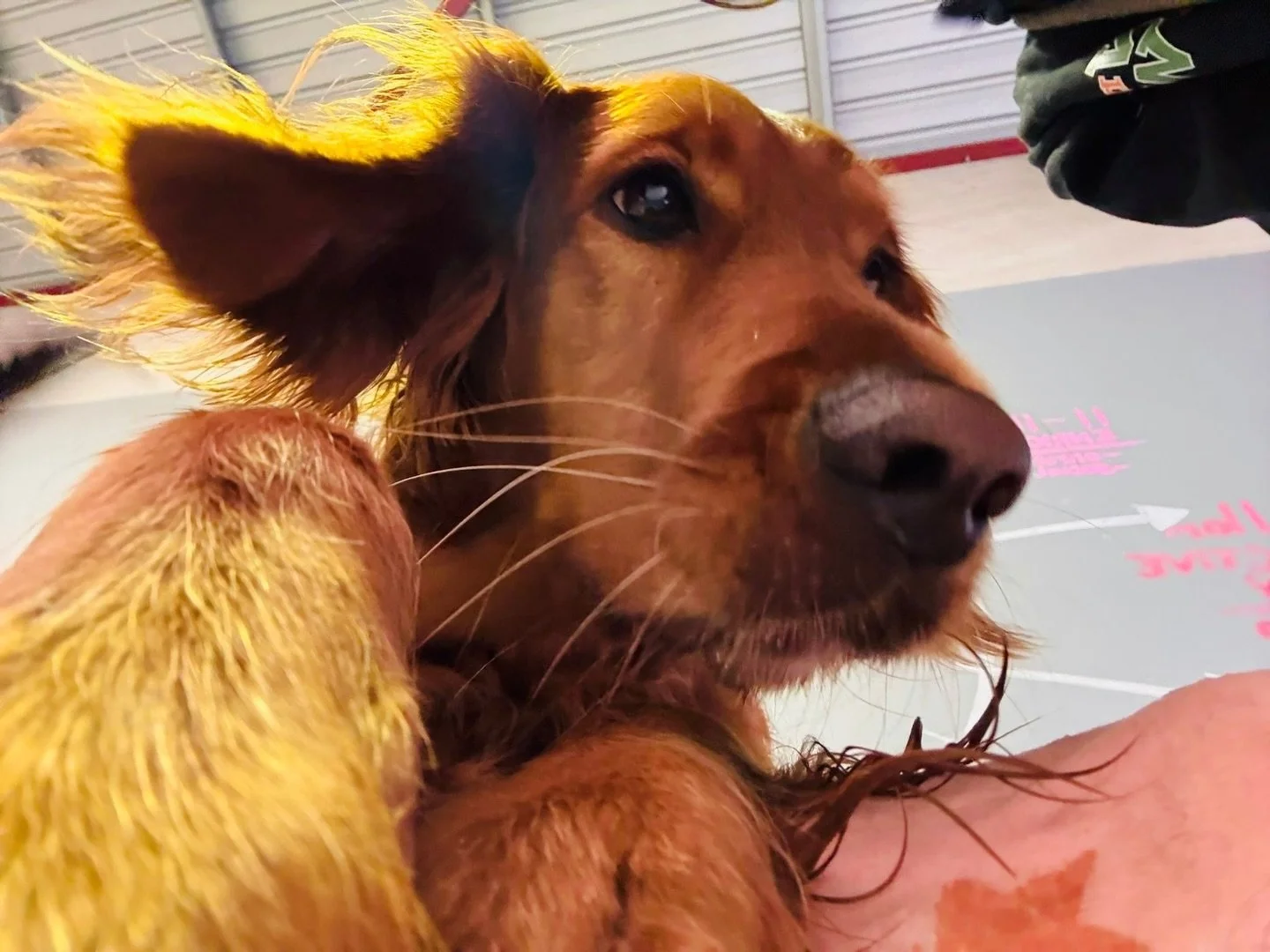 A few of our Wednesday friends 🫶🐾💚

#daycare  #doggydaycare #perth