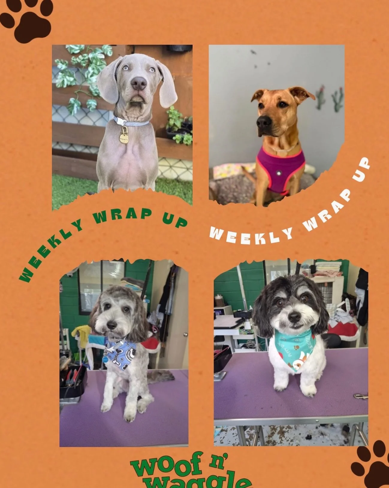 Weekly Wrap Up at Woof n&rsquo; Waggle 🐾💚

We welcomed some gorgeous new faces into the pack&hellip;

🐾 Monty &ndash; safe to say he&rsquo;s already stolen our hearts. From the moment he arrived, he&rsquo;s been curious, gentle, and oh-so-sweet. H