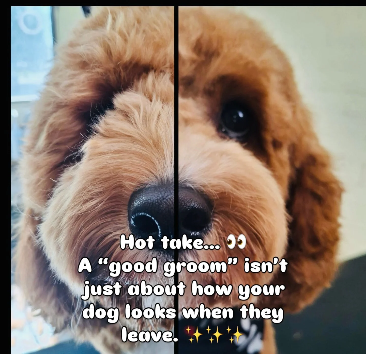 It&rsquo;s about how they feel while they&rsquo;re here.  We don&rsquo;t rush.  We don&rsquo;t overwhelm.  No &ldquo;just get it done&rdquo; attitudes 🫶

Just dogs being worked with at their pace, by people who actually get them.

The fresh cuts are