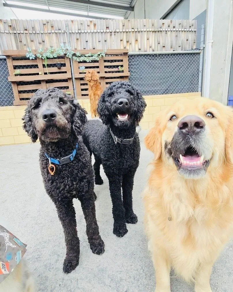 A few Tuesday vibes 💚🐾

#daycare #doggydaycare #dogs #cute