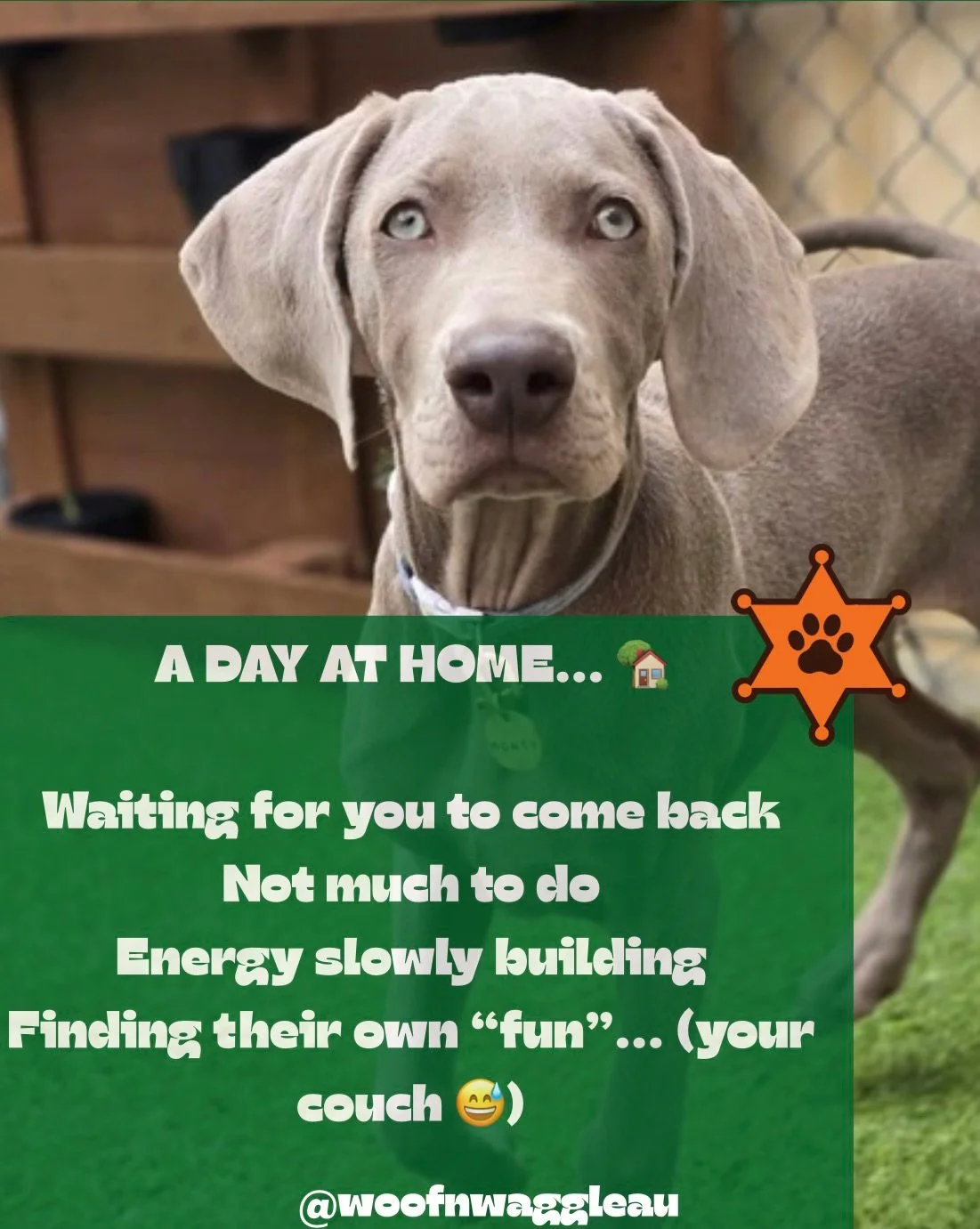 Not every dog needs daycare, but some dogs really benefit from it 🤍

If your dog is:
✨barking
✨restless
✨not listening
✨a bit chaotic at home

&hellip;it&rsquo;s usually not &ldquo;bad behaviour&rdquo;, it&rsquo;s energy, unmet needs, or not having 