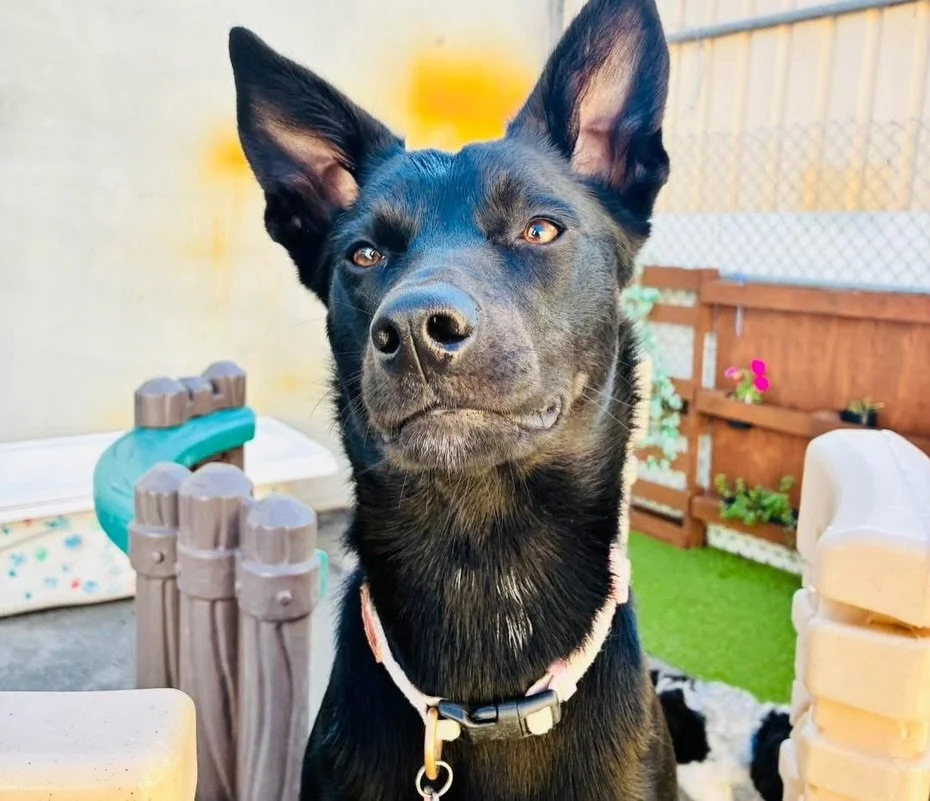 A slice of Fursday 💚🐾

#daycare #daycarevibes #doggydaycare #perthlife