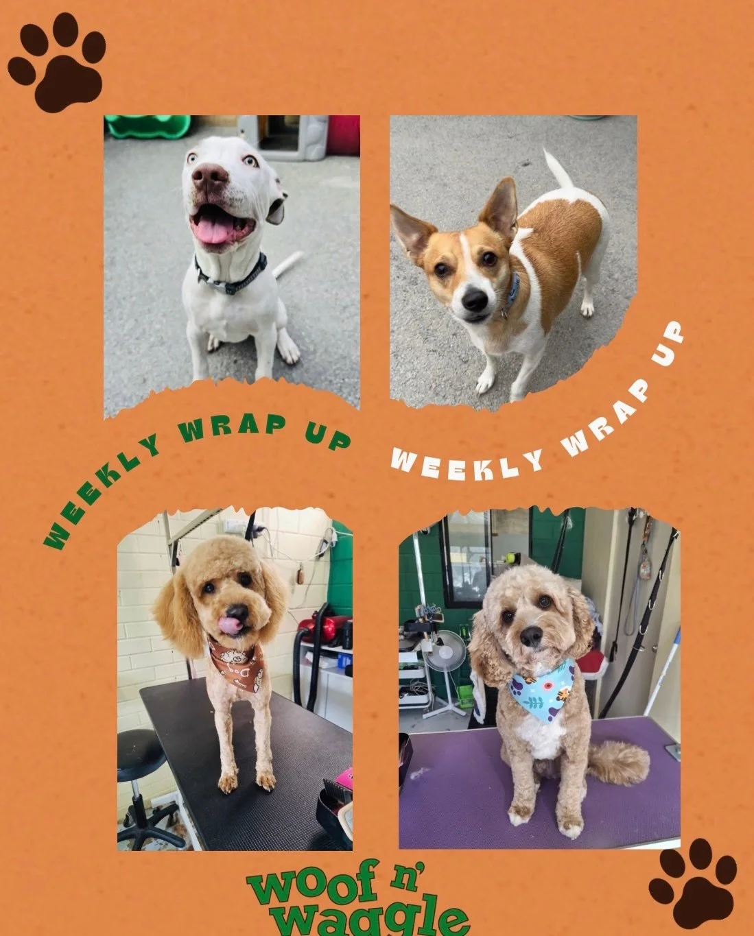 🐾 WEEKLY WRAP-UP AT WOOF N&rsquo; WAGGLE 🐾
What a week it&rsquo;s been&hellip; full of proud moments, new friendships, and some seriously special milestones. 💚

A huge Woof n&rsquo; Waggle welcome to our gorgeous new starters Hawkeye and Gigi this