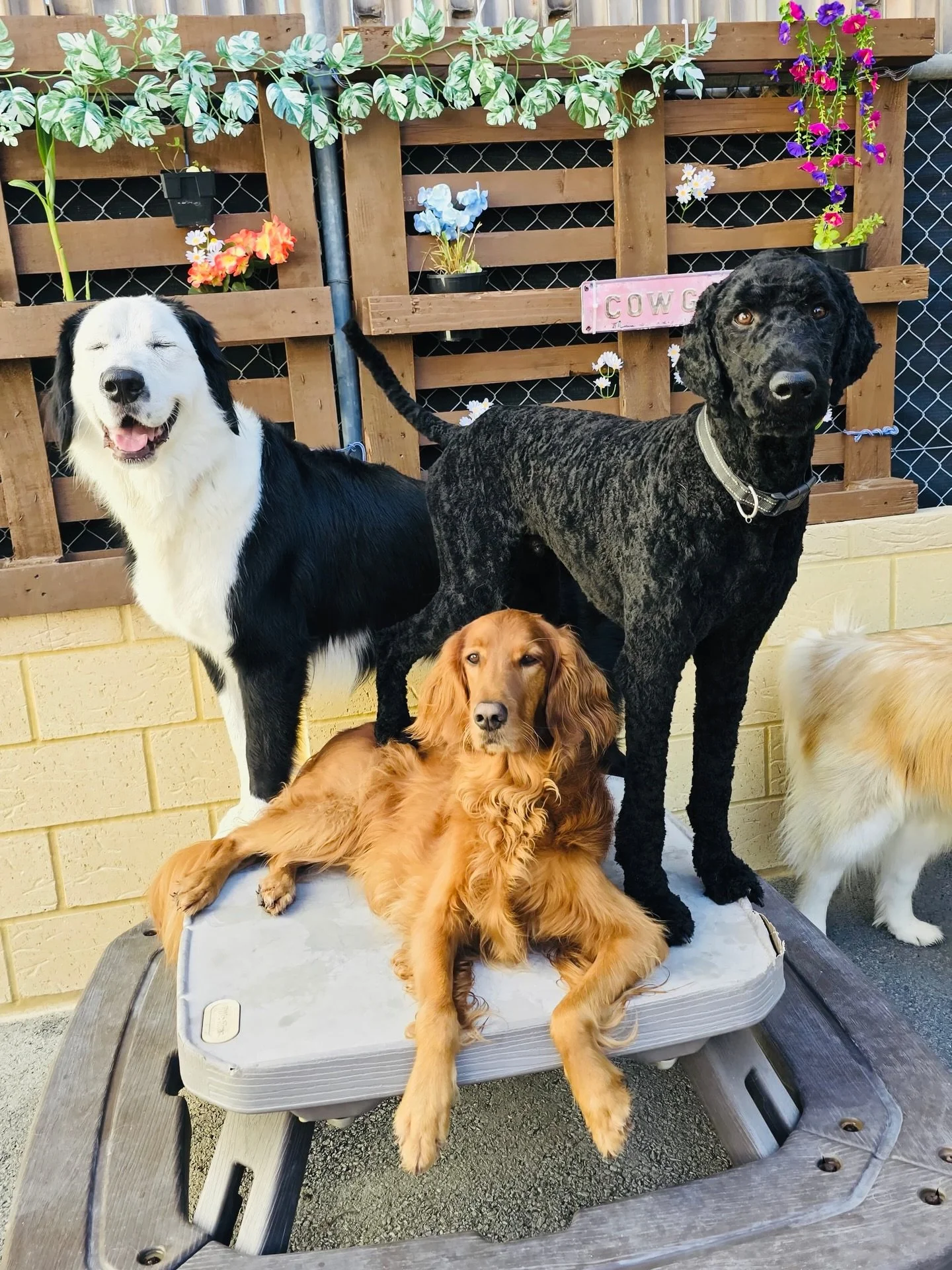 ✨ Tuesday&rsquo;s looking pretty cute around here&hellip; 🐶💛

#doggydaycare #dogdaycare #dogs #dogslife #perth